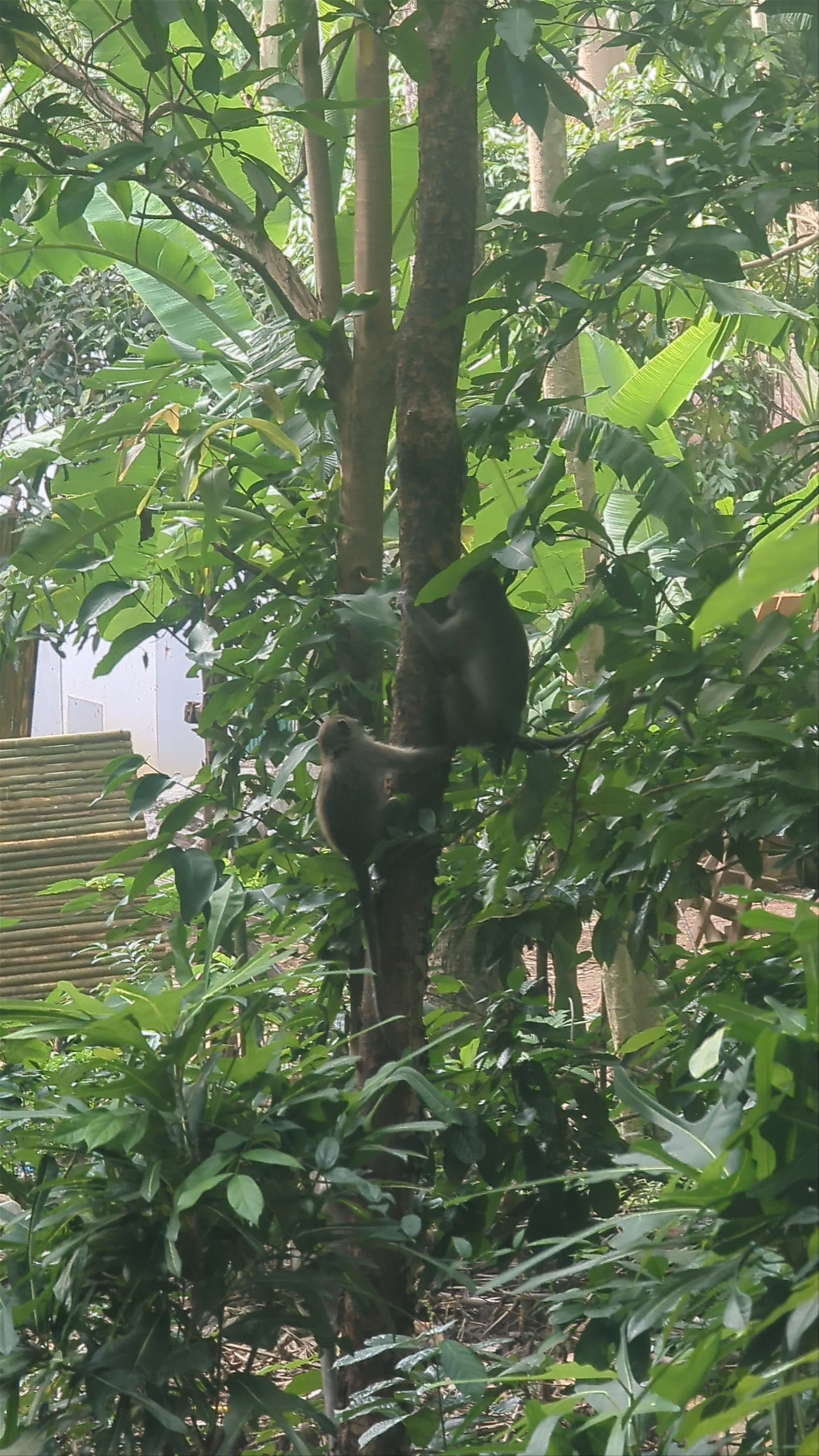 Monkey Encounters in the Lush Forests of Phi Phi Long Beach, Ao Nang