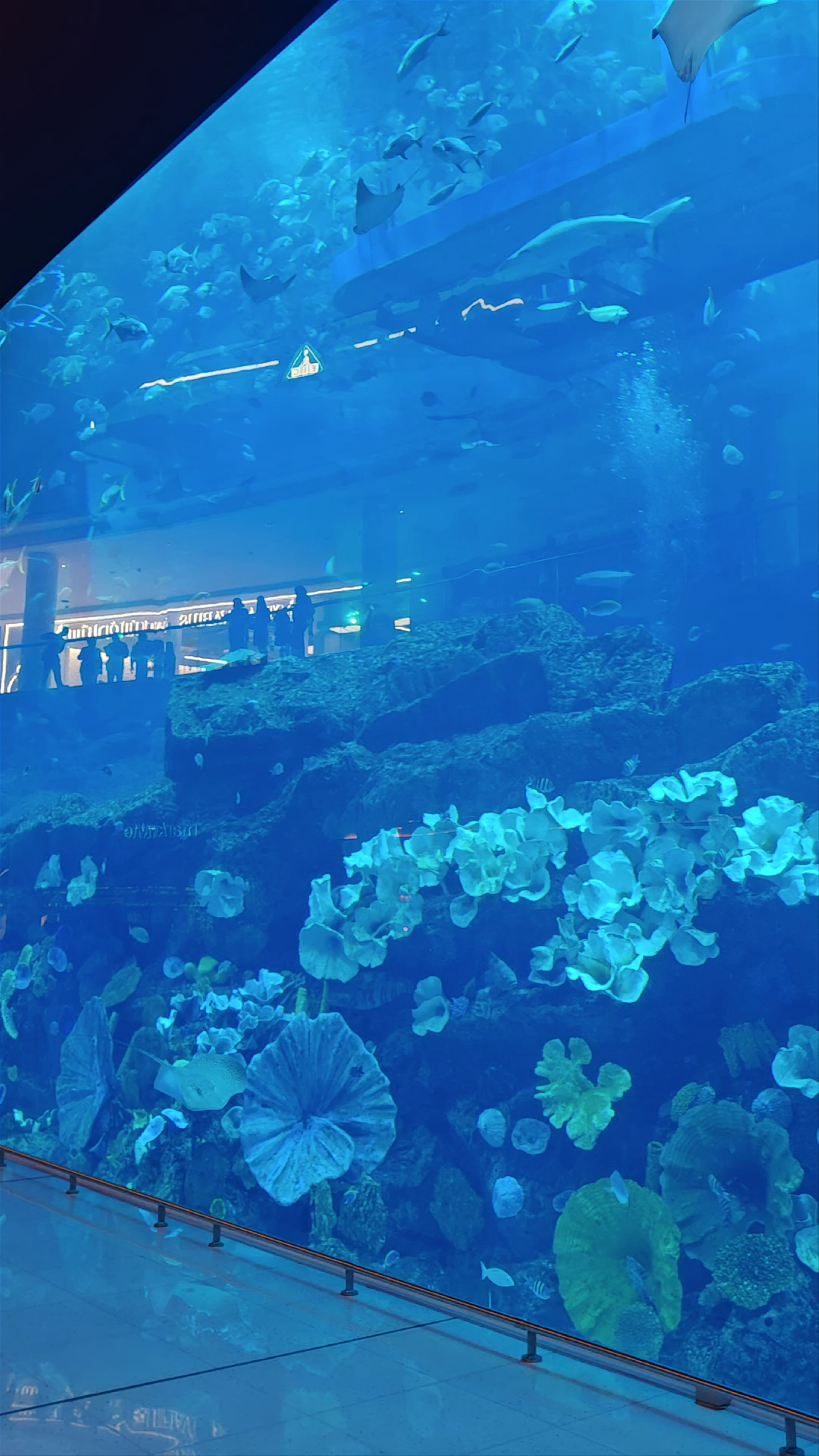 Dubai Aquarium & Underwater Zoo - Dubai - United Arab Emirates