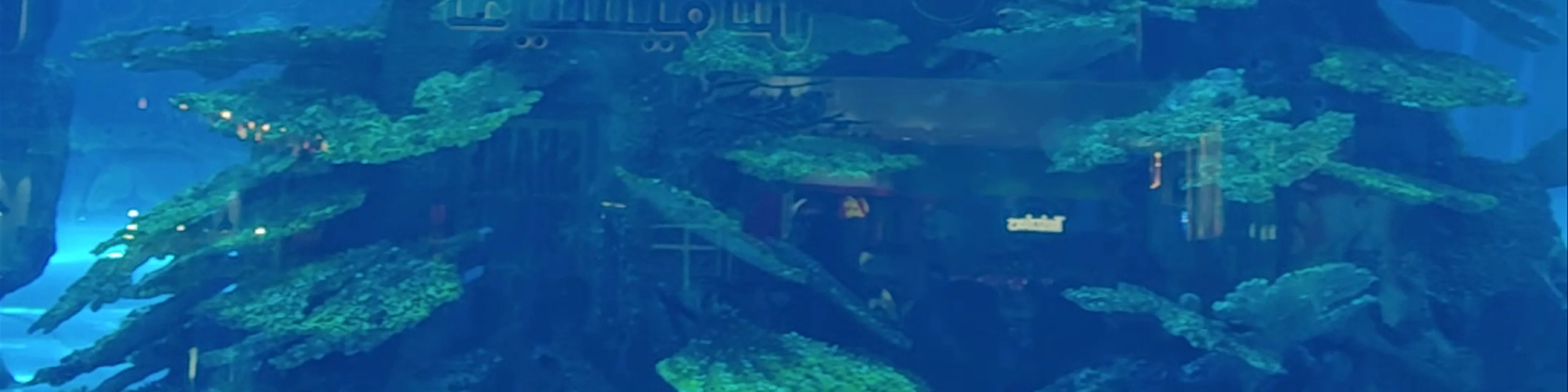 Dubai Aquarium & Underwater Zoo - Dubai - United Arab Emirates