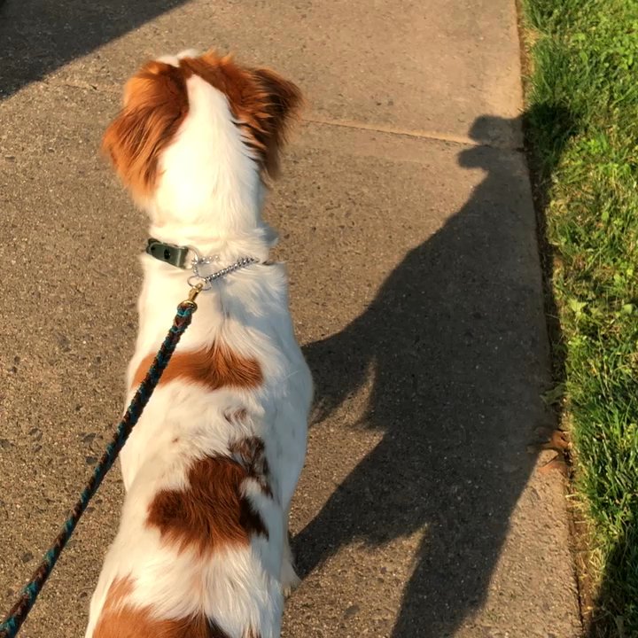 Sit Happens Dog Training - Classes from Beginner to Rally taught indoors by experienced trainer who has been nominated for Best of Bucks! - Pet Training Near Me - Langhorne, Pennsylvania