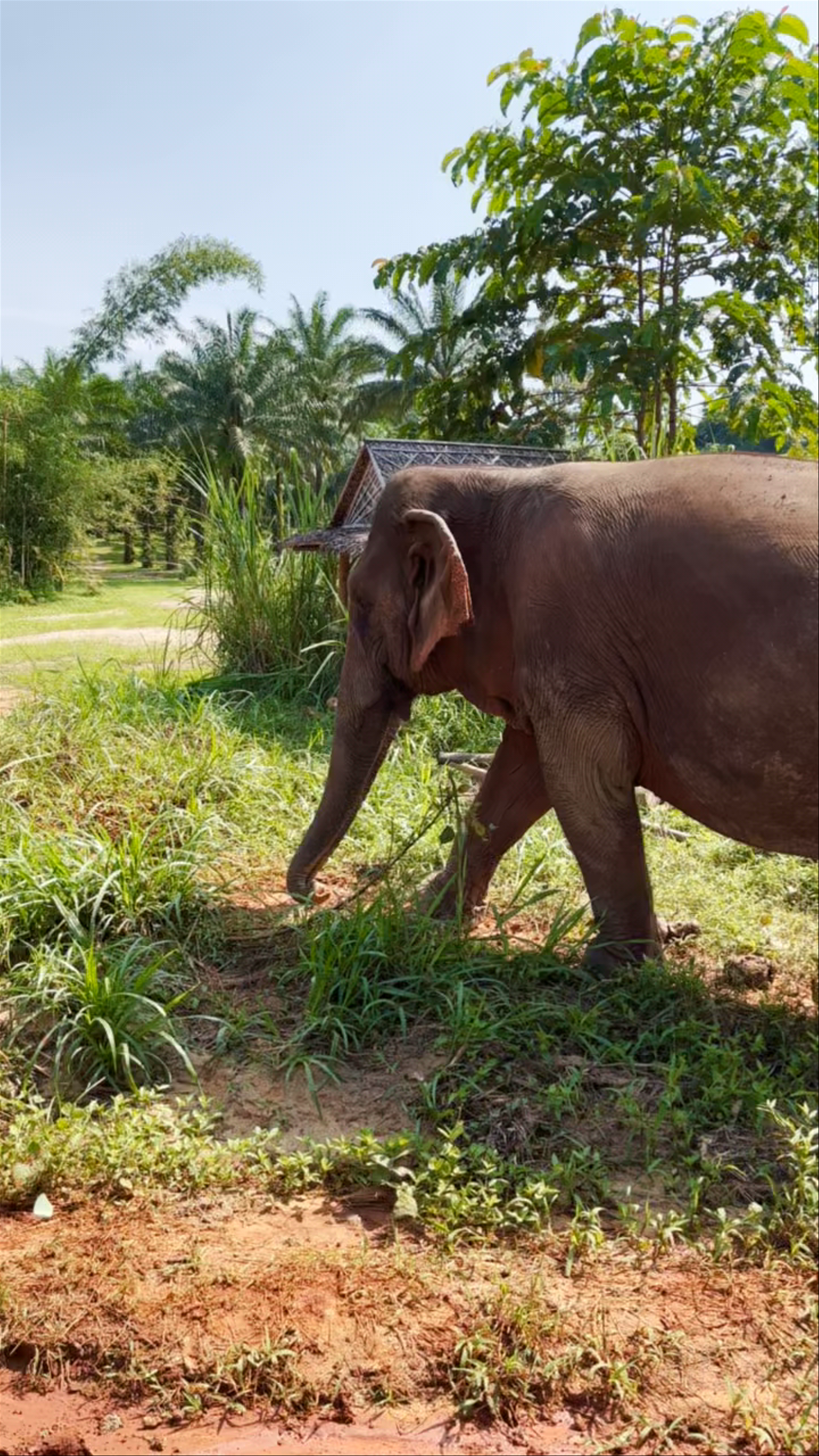 Krabi Elephant Sanctuary Ao Luek Tai