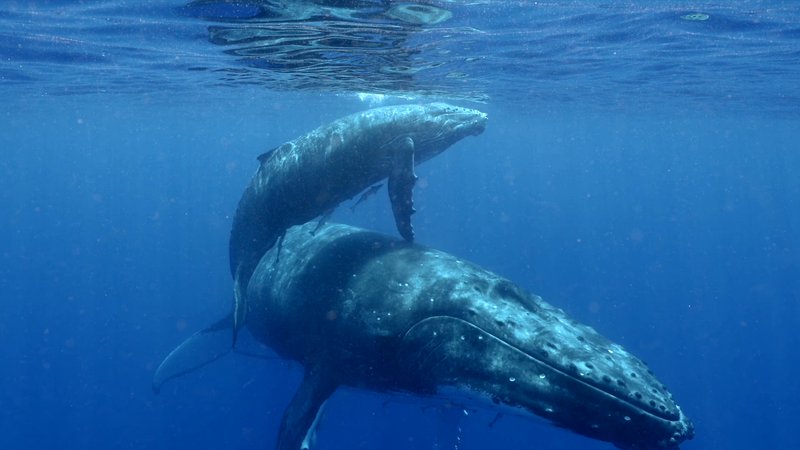 Humpback Whale Mother and Calf poster