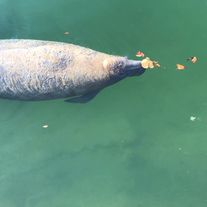 Creekside Inn - Amazing to sit outside and watch the manatees go by! - Hotels Near Me - Tavernier, Florida