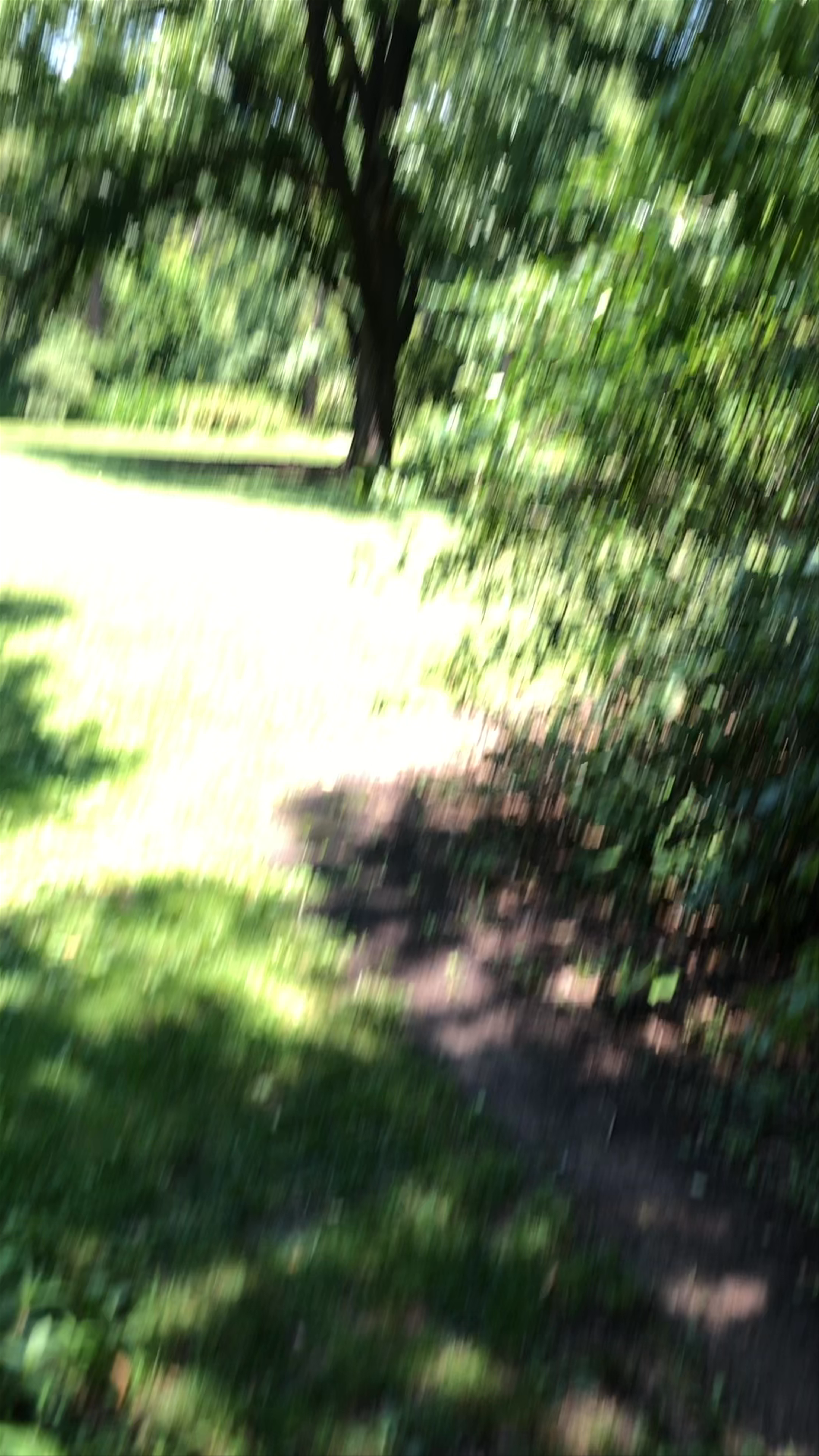 Serene Woodland Pathway and Green Lawn at University of North Carolina at Chapel Hill