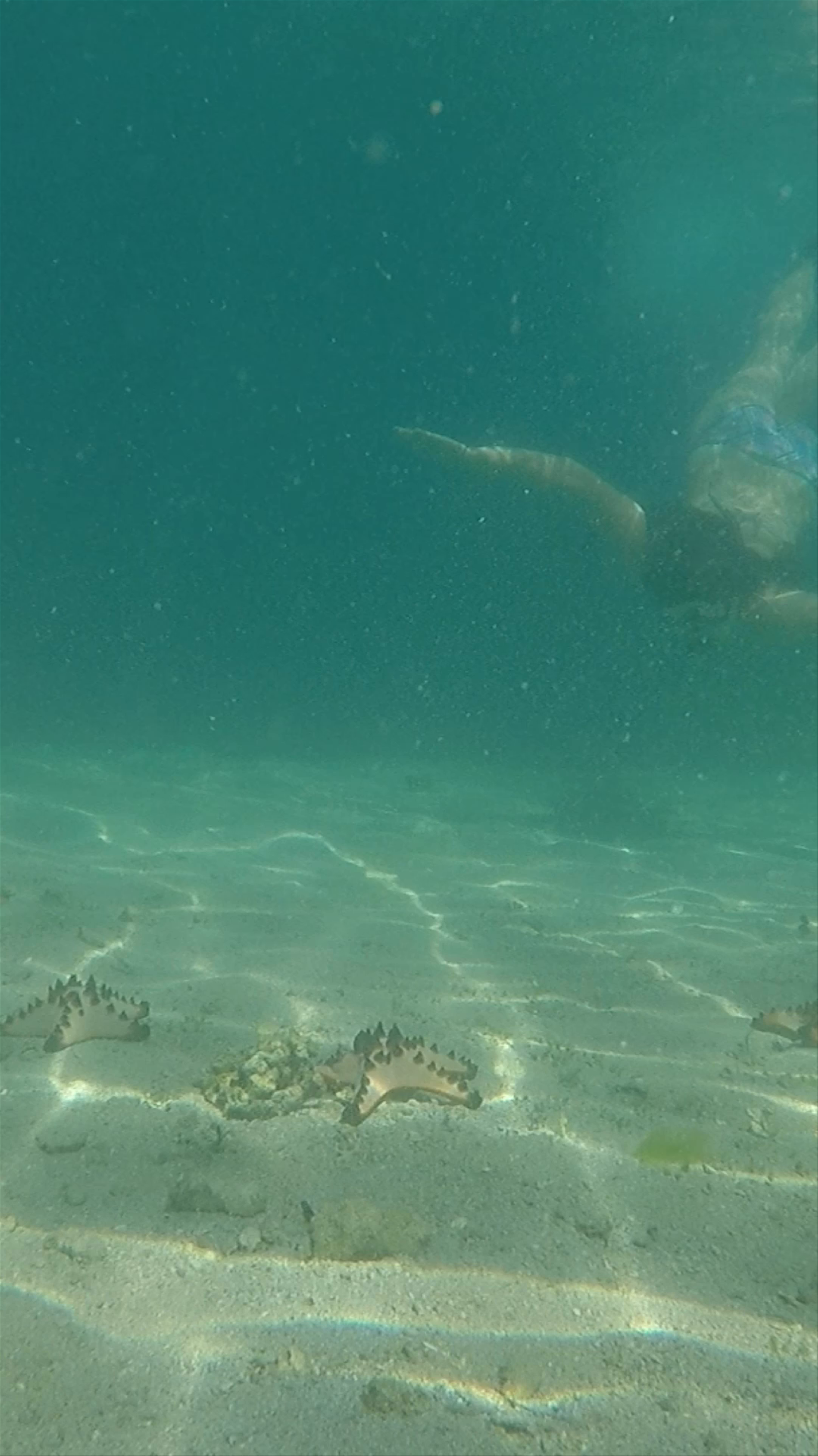 Underwater Snorkeling Adventure at Starfish Island, Philippines