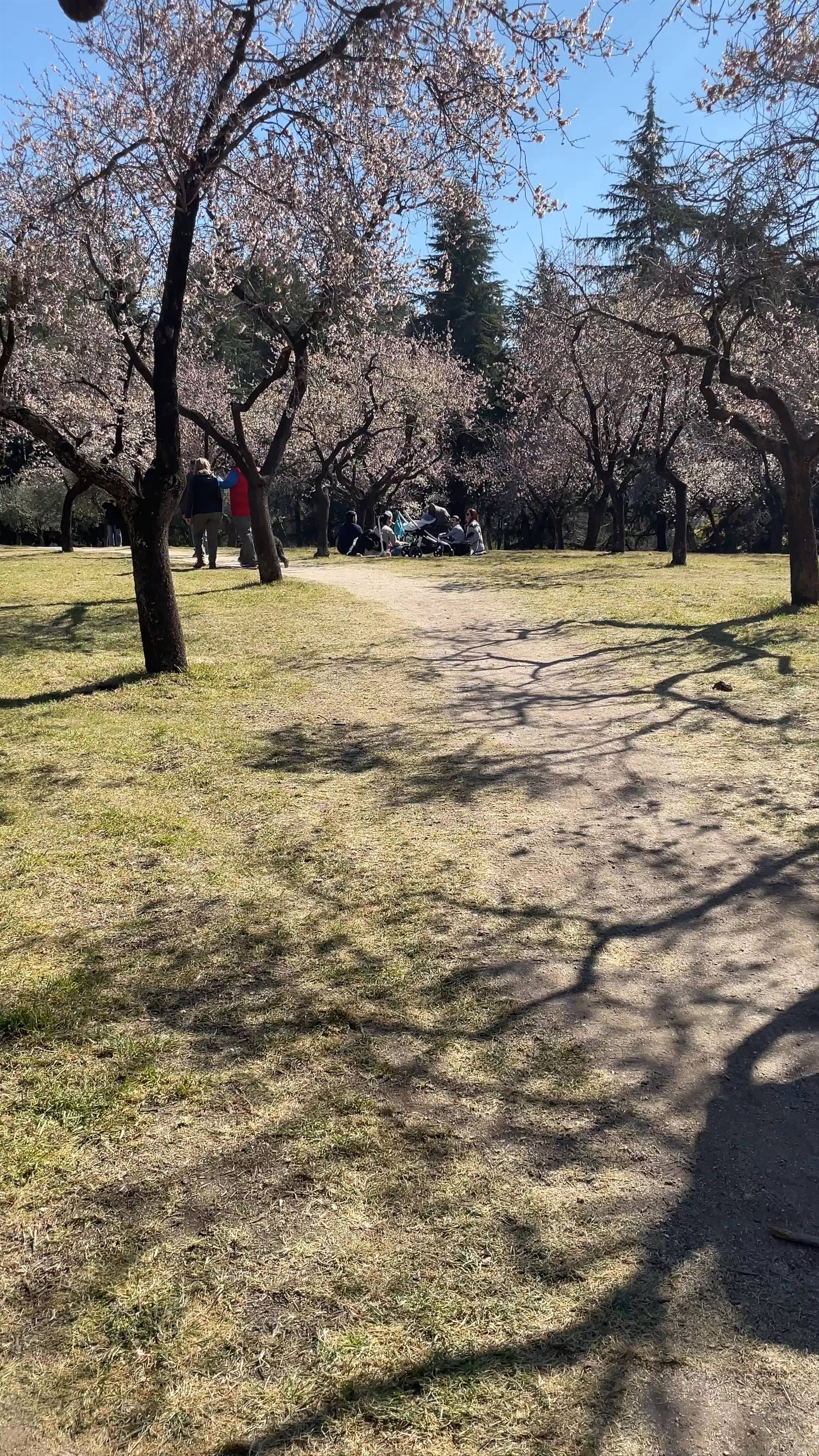 Spring Blossoms in Quinta de los Molinos, Madrid