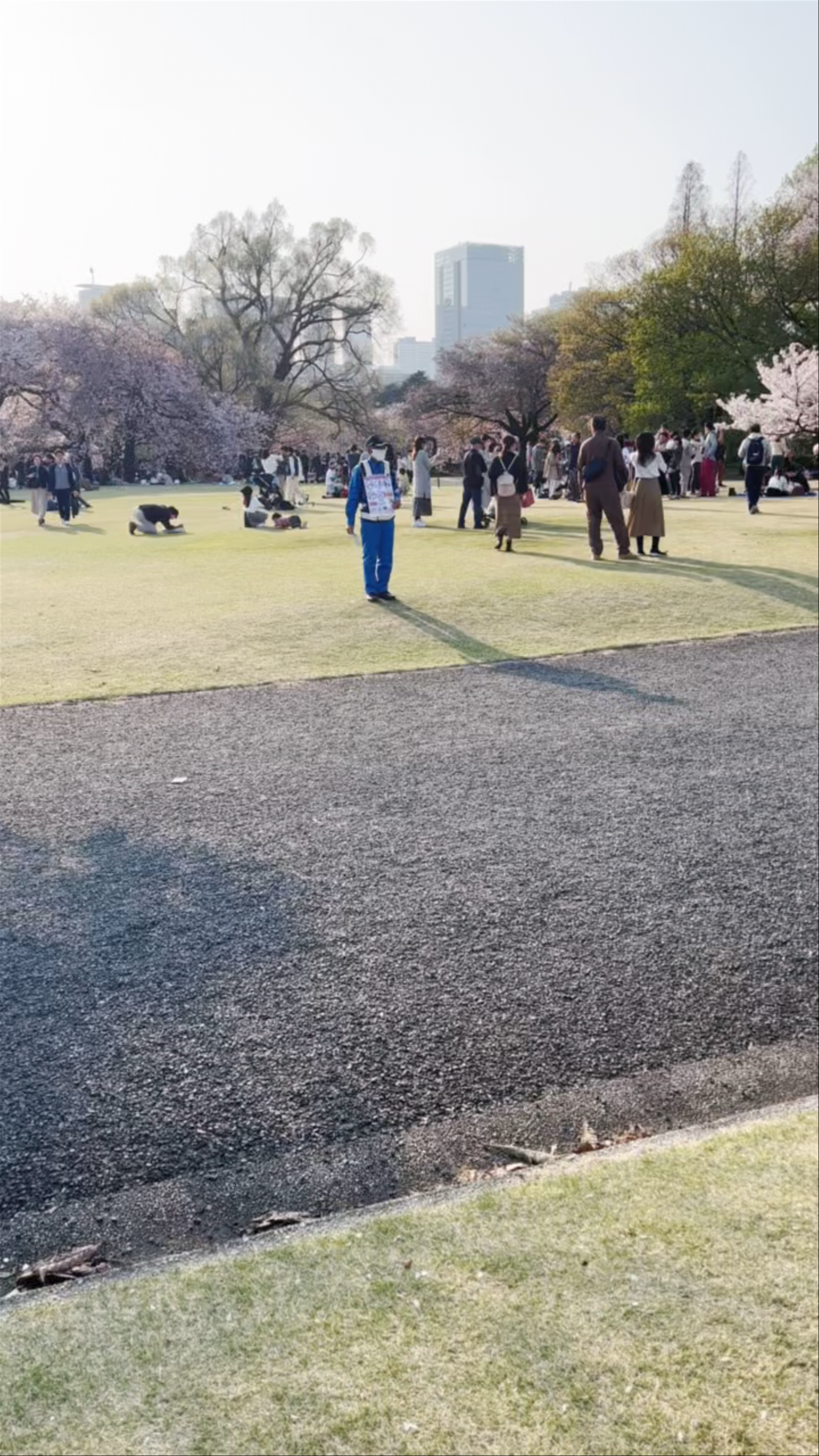 Cherry Blossom Season at Shinjuku Gyoen National Garden, Tokyo