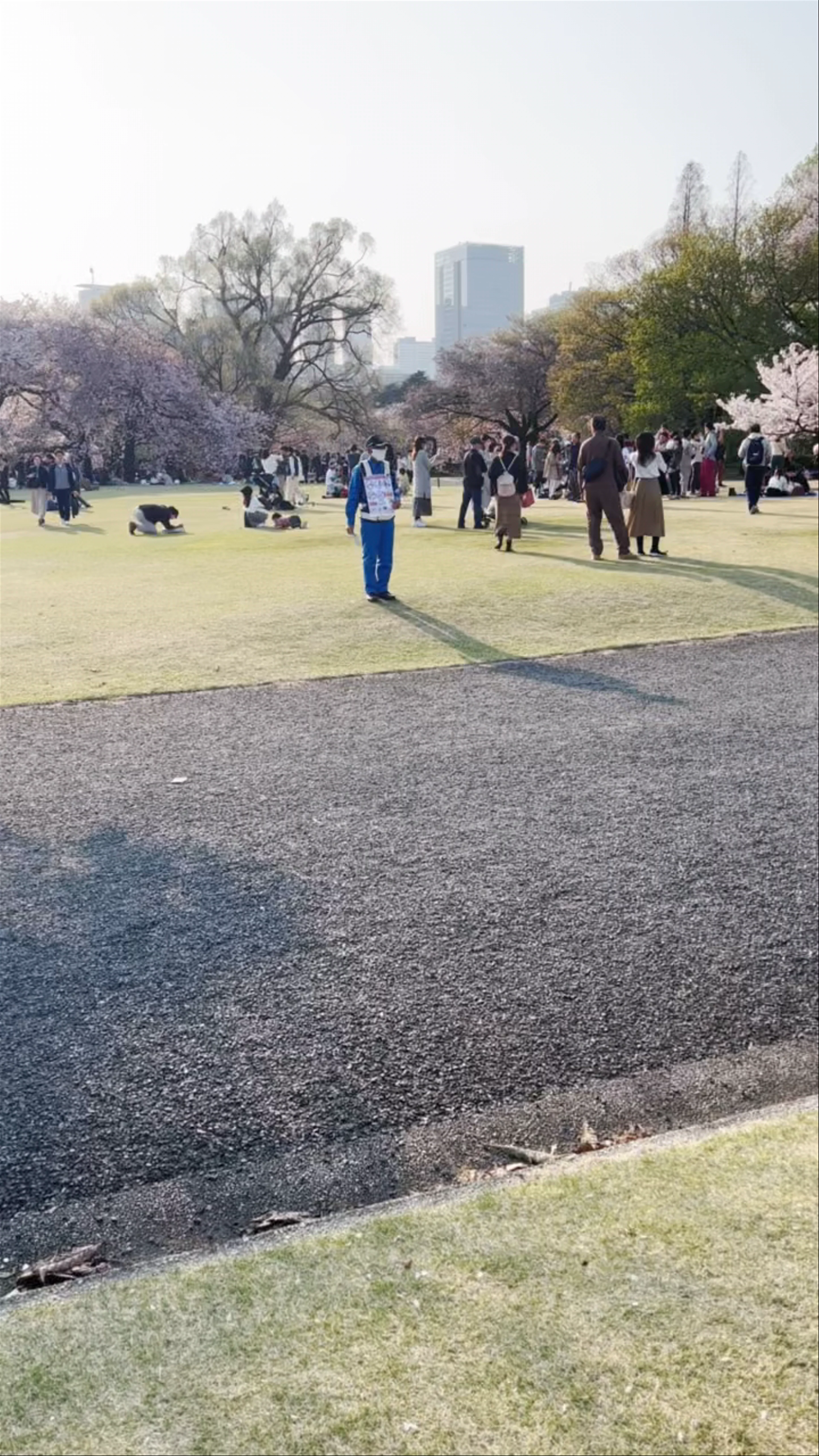 Shinjuku Gyoen Cherry Tree Area