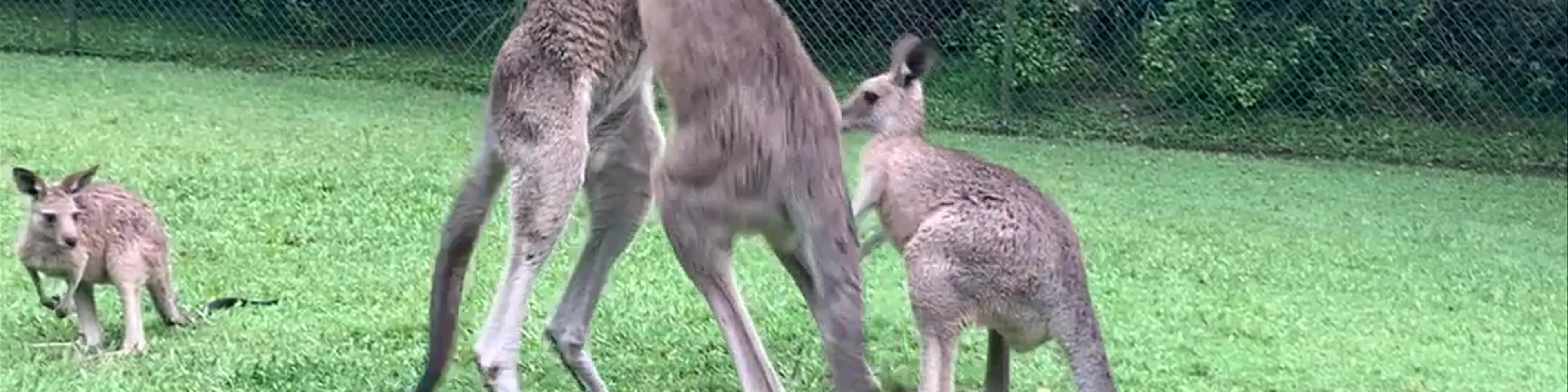 Australia Zoo