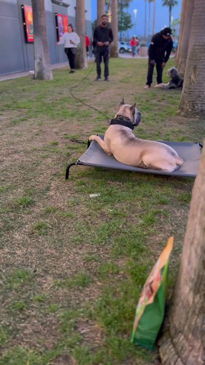 DRK9 Services - Group Lessons in Riverpark - Pet Training Near Me
