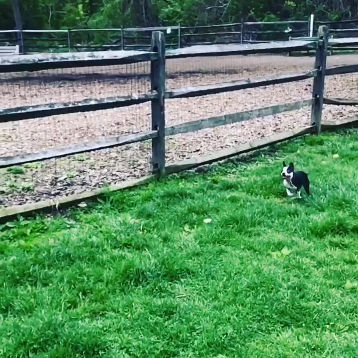 Curtis Hall Dog Park - Dog Parks Near Me - Wyncote, Pennsylvania