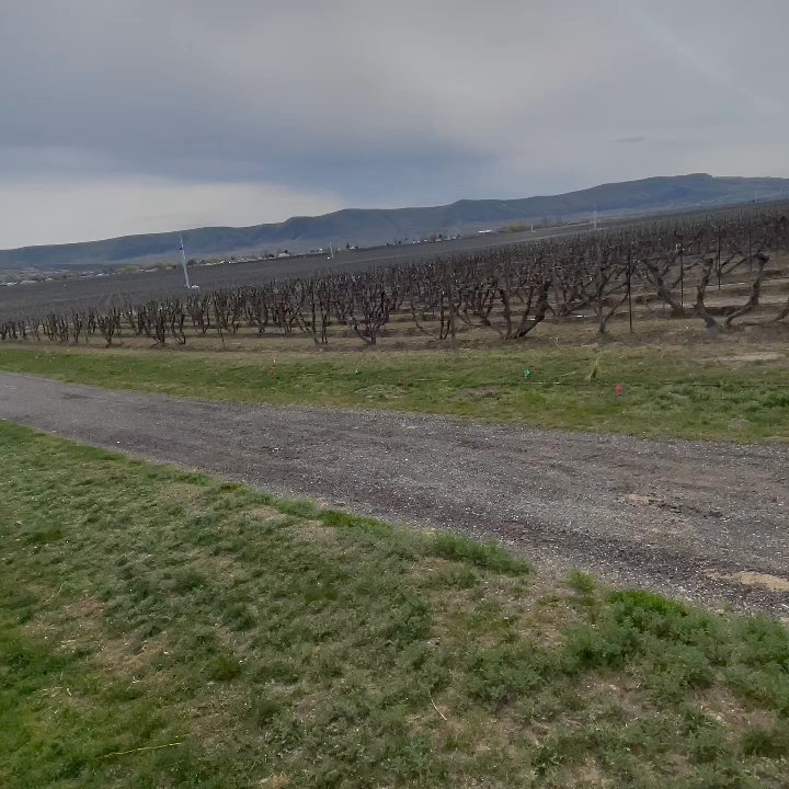 Red Mountain Trails - Horse riding at winery. - Tours Near Me