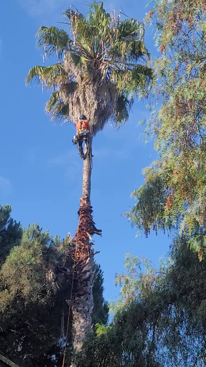 Dynasty Tree Care - Climbing palm - Tree Services Near Me