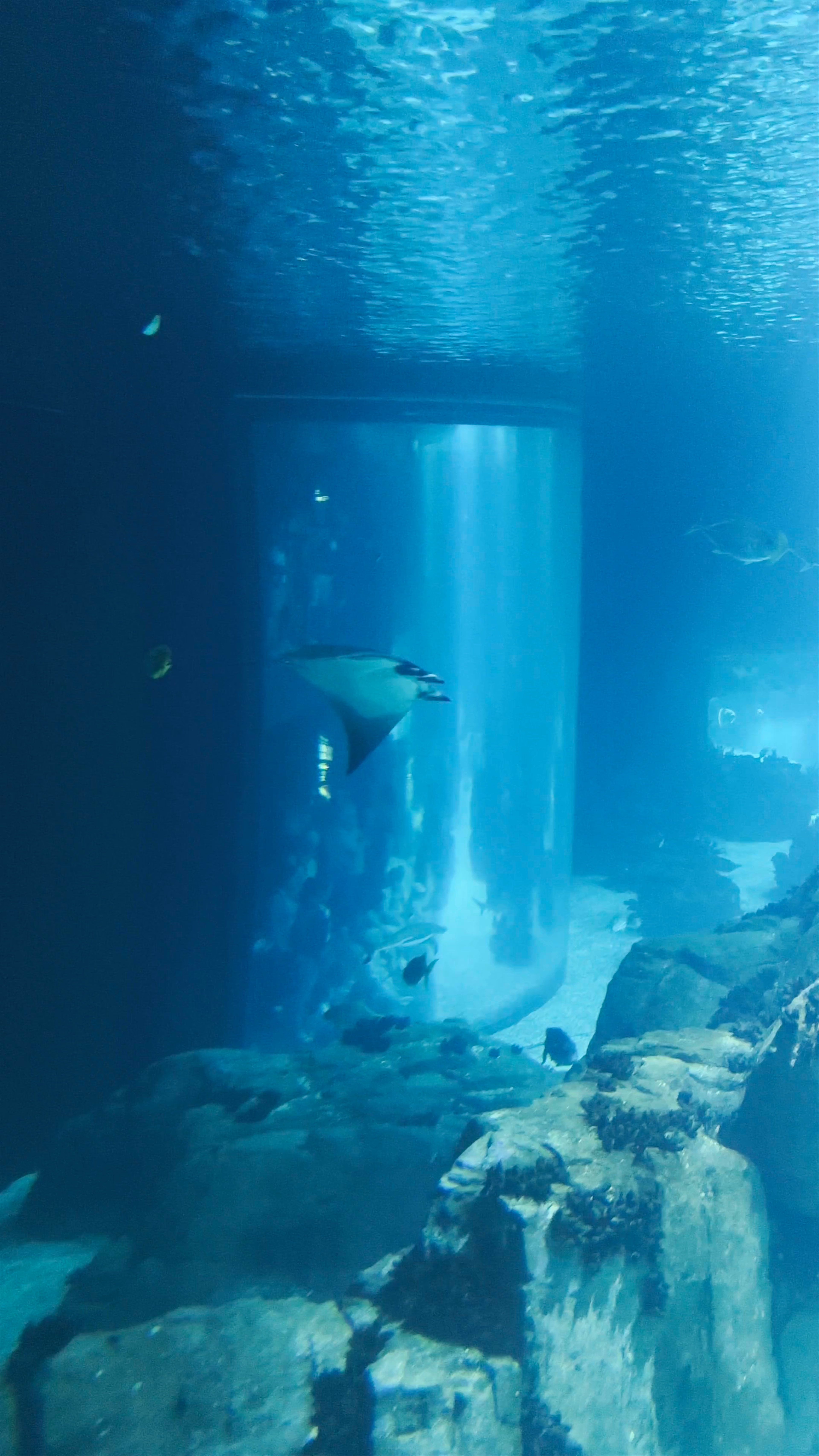 Oceanário de Lisboa