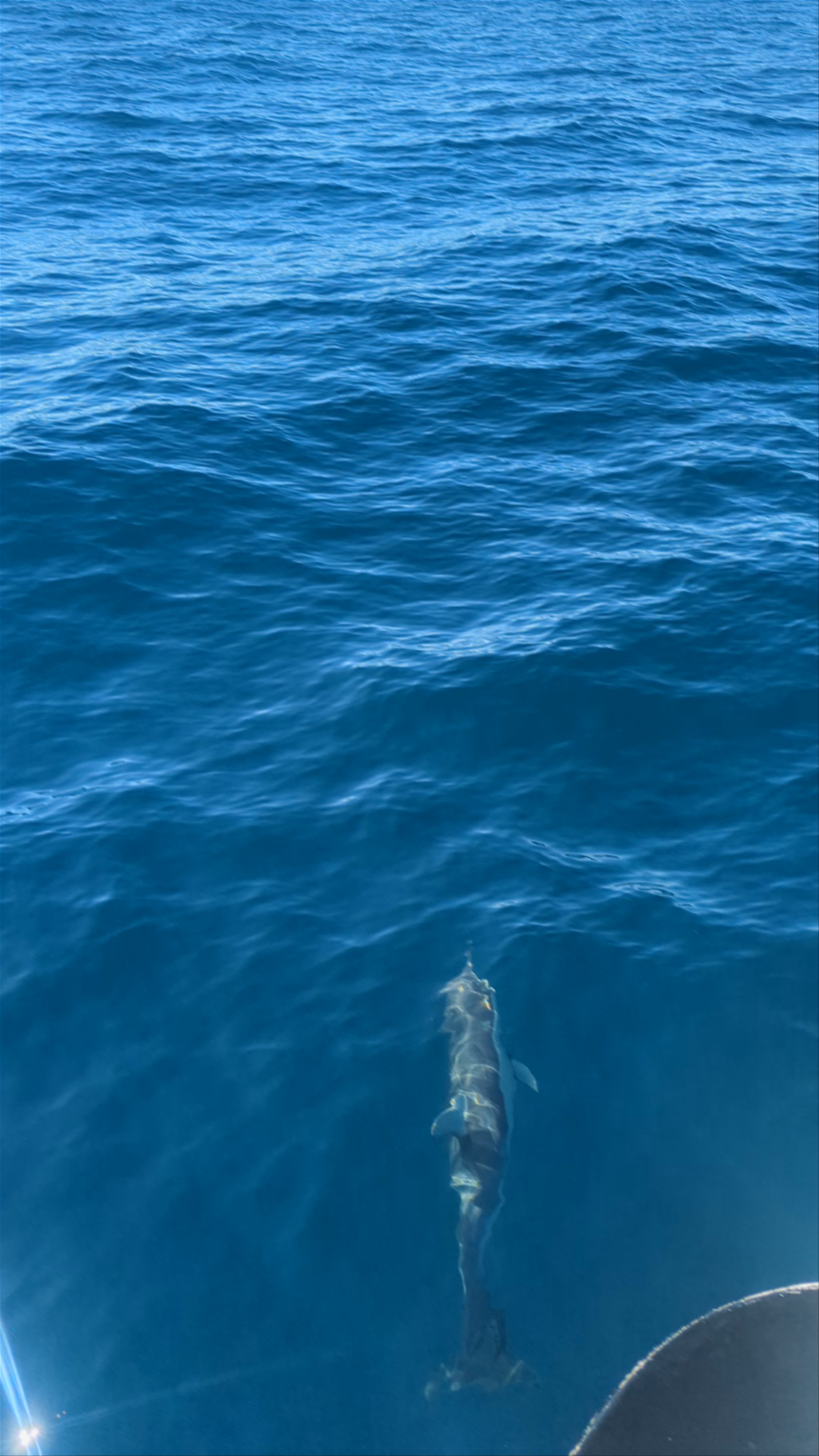 Naturaliste Charters - The Original Bremer Bay Orca Whale Watching Company