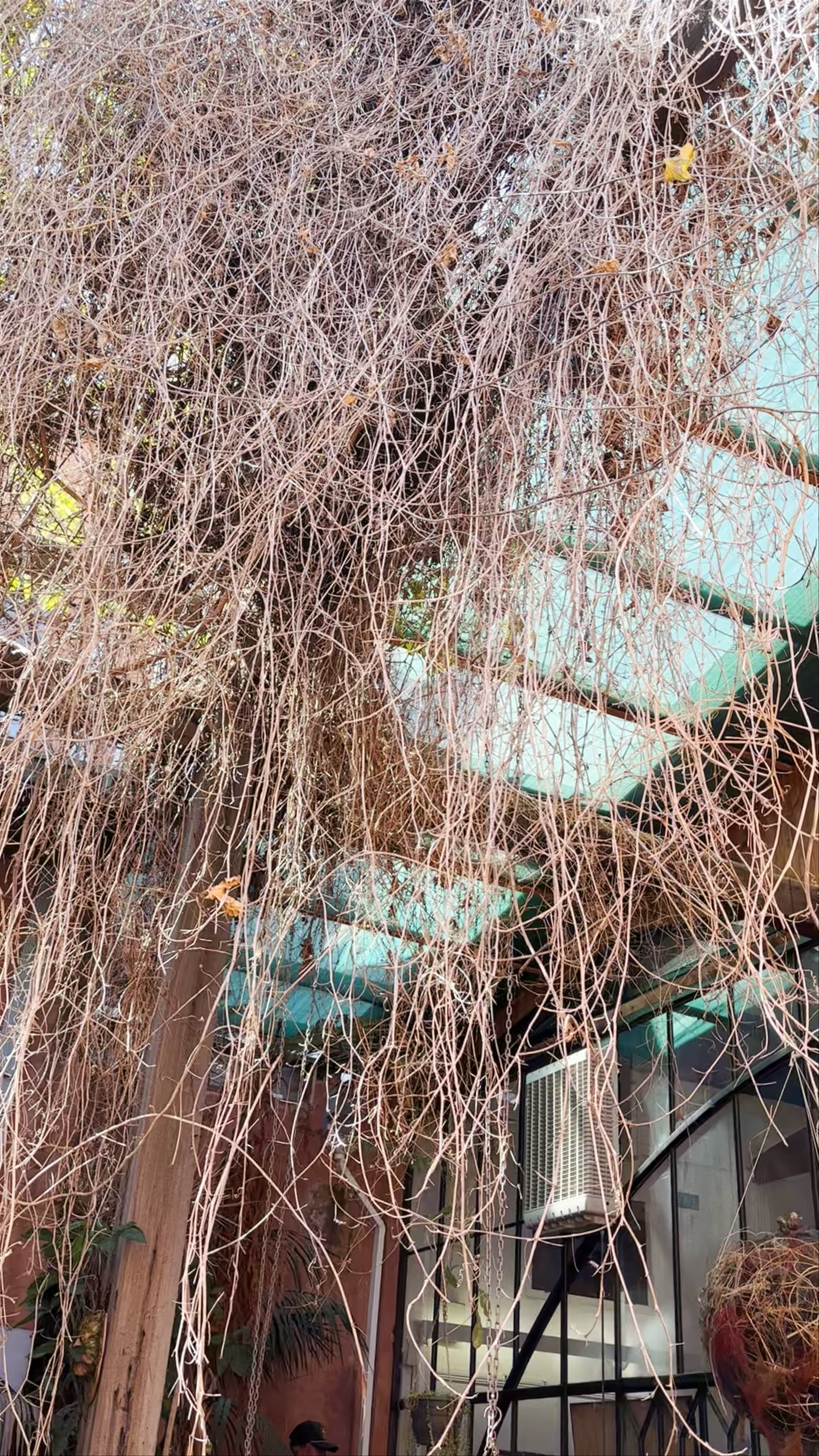 DaRawNature Studio Gallery: Urban Botanical Serenity in Fremantle