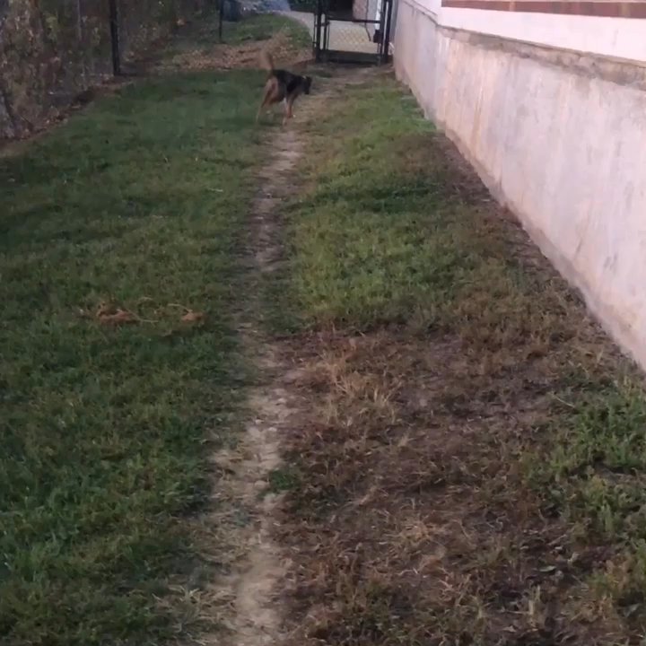 Premier Dog Training - Three days after training. She was quite the stubborn stray but Premier's training methods were effective. Thanks Monica. - Pet Training Near Me - Jessup, Maryland