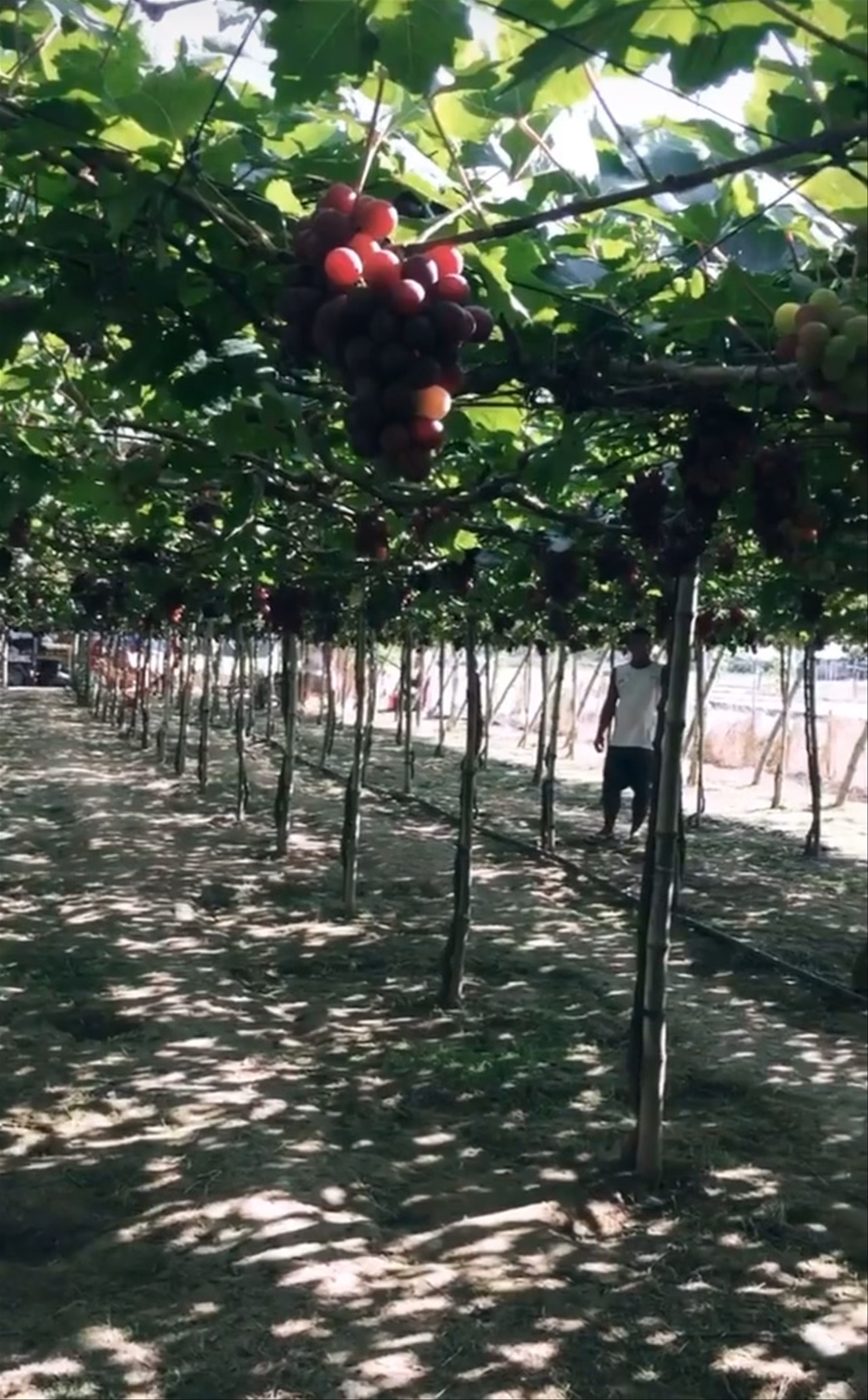 Gapuz Grapes Farm