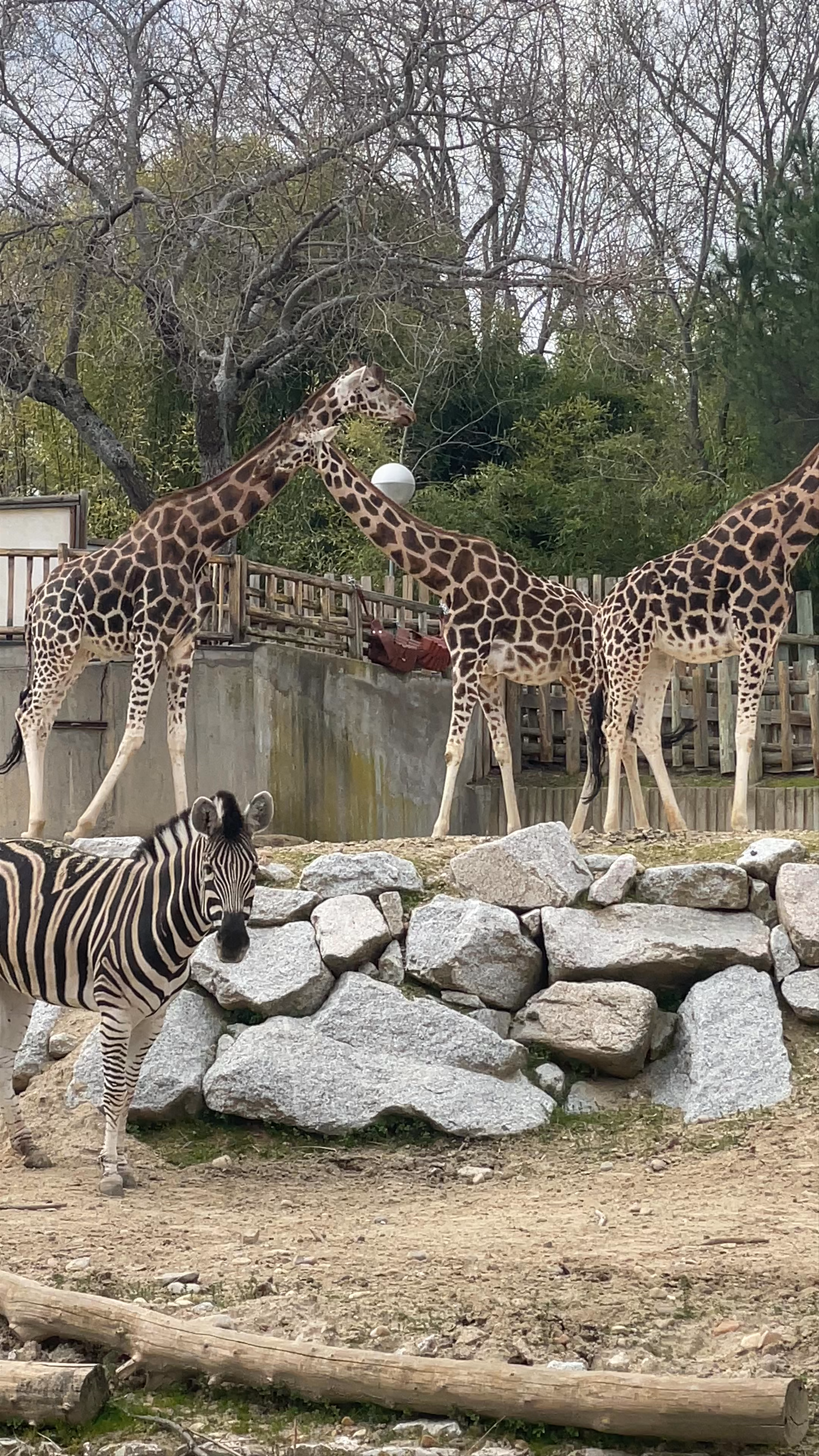 Zoo Aquarium din Madrid