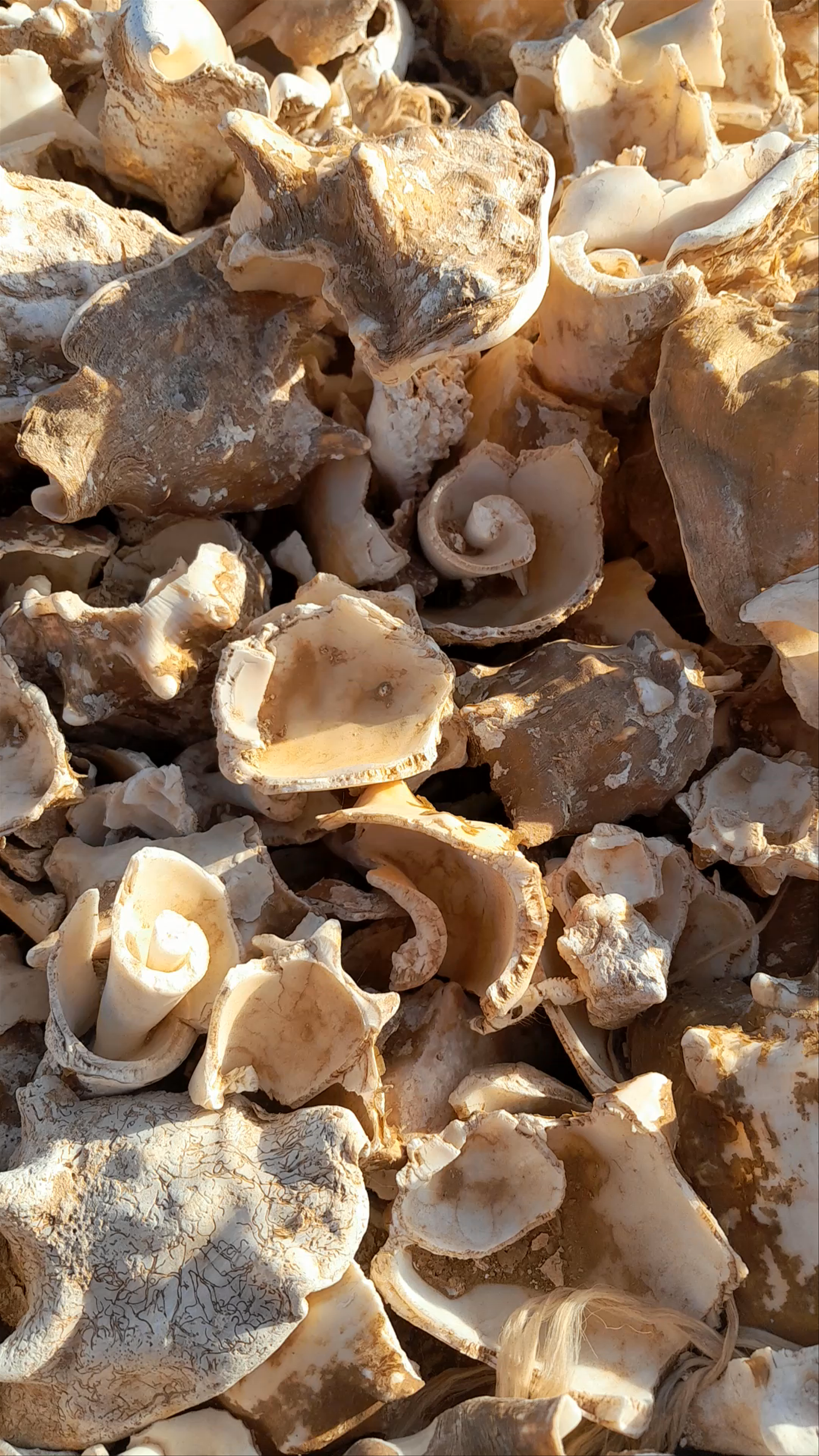 Shell Cemetery Beach