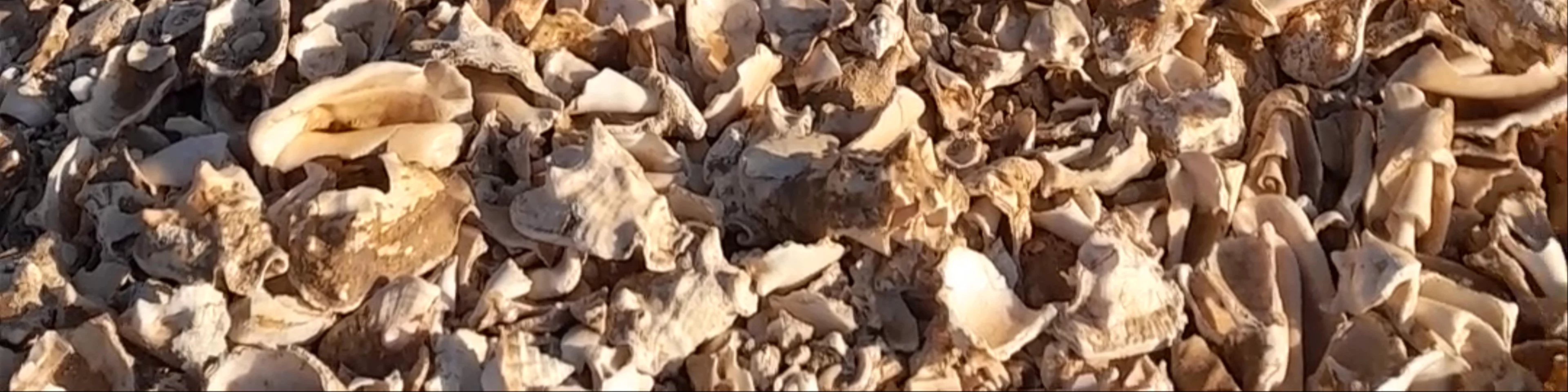 Shell Cemetery Beach