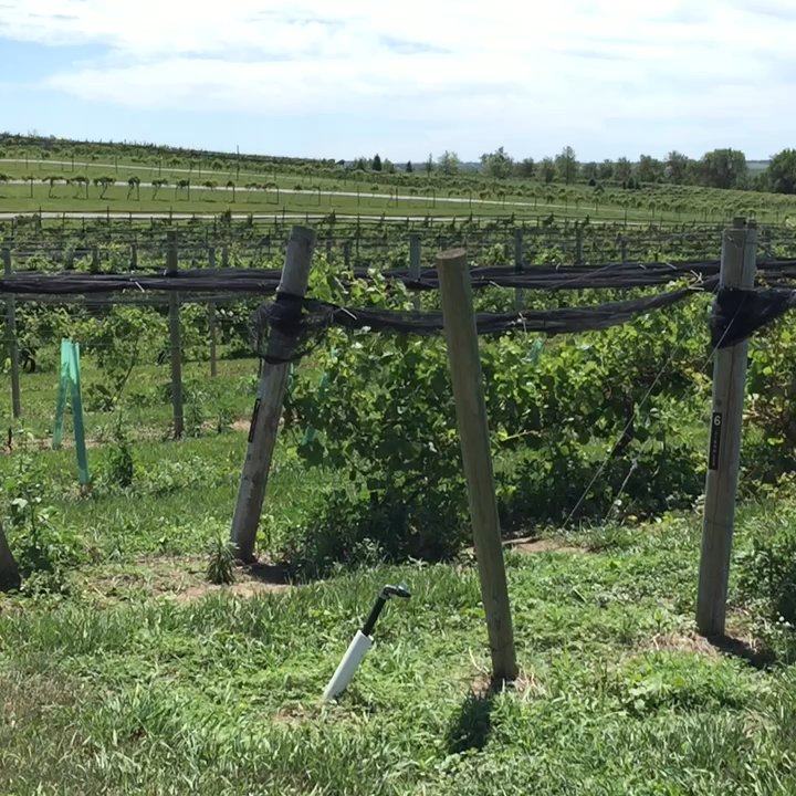 Soaring Wings - Wineries Near Me - Springfield, Nebraska