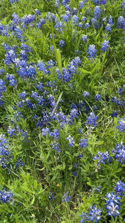 Ennis Bluebonnet Trails - So many Blue Bonnets! - Festivals Near Me - Ennis, Texas