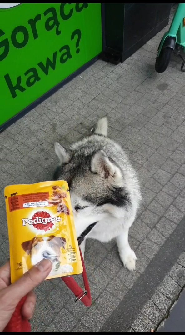 Walk the dogo - Figa R.'s 7.3 km walk