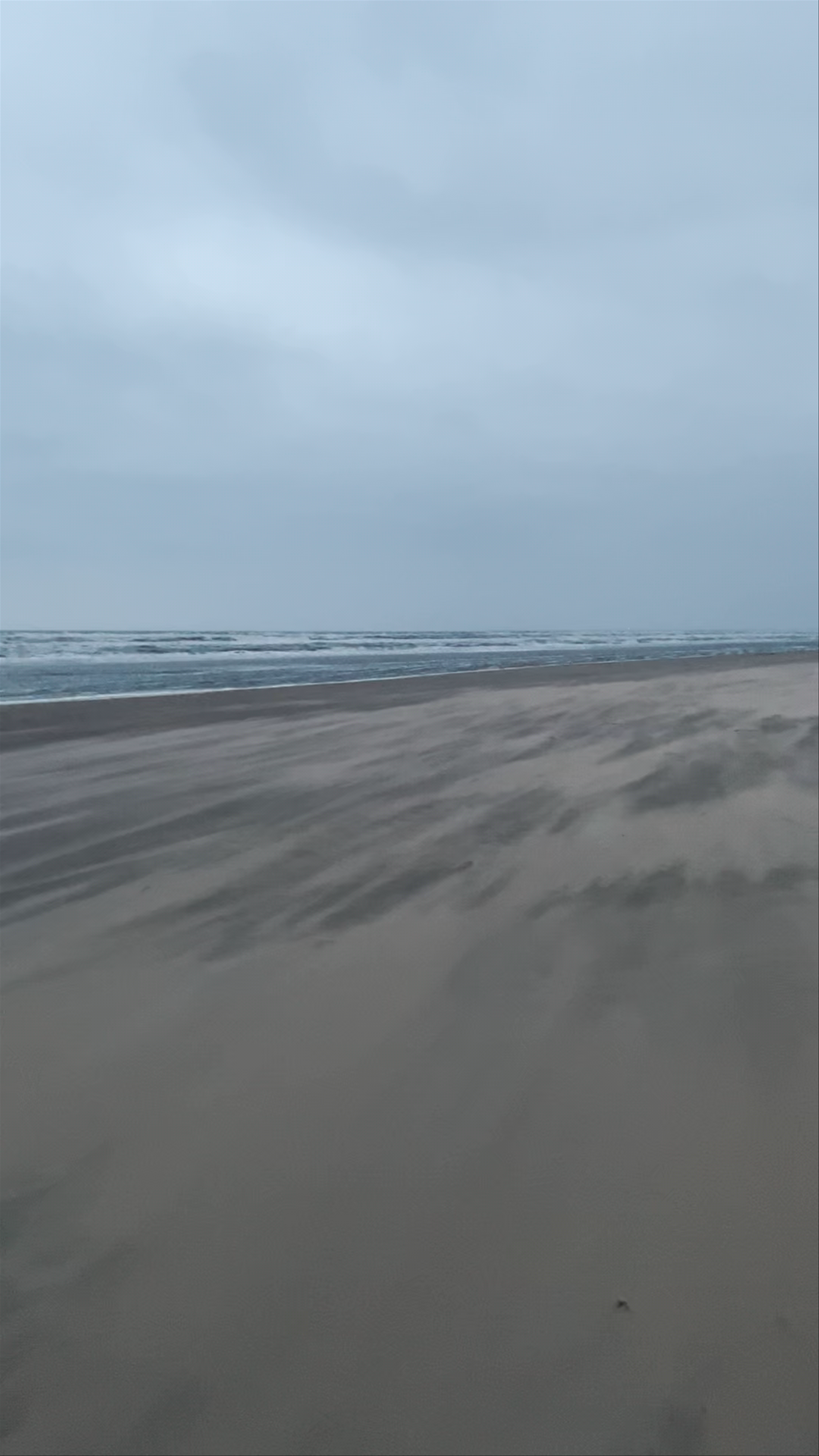 Serene Windswept Beach at Bloemendaal, Netherlands
