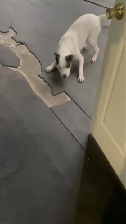 DoggieWorks - Morning play time during boarding - Dog Walkers Near Me - Chicago, Illinois