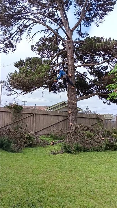 3 Dads Tree Service - Tree Services Near Me