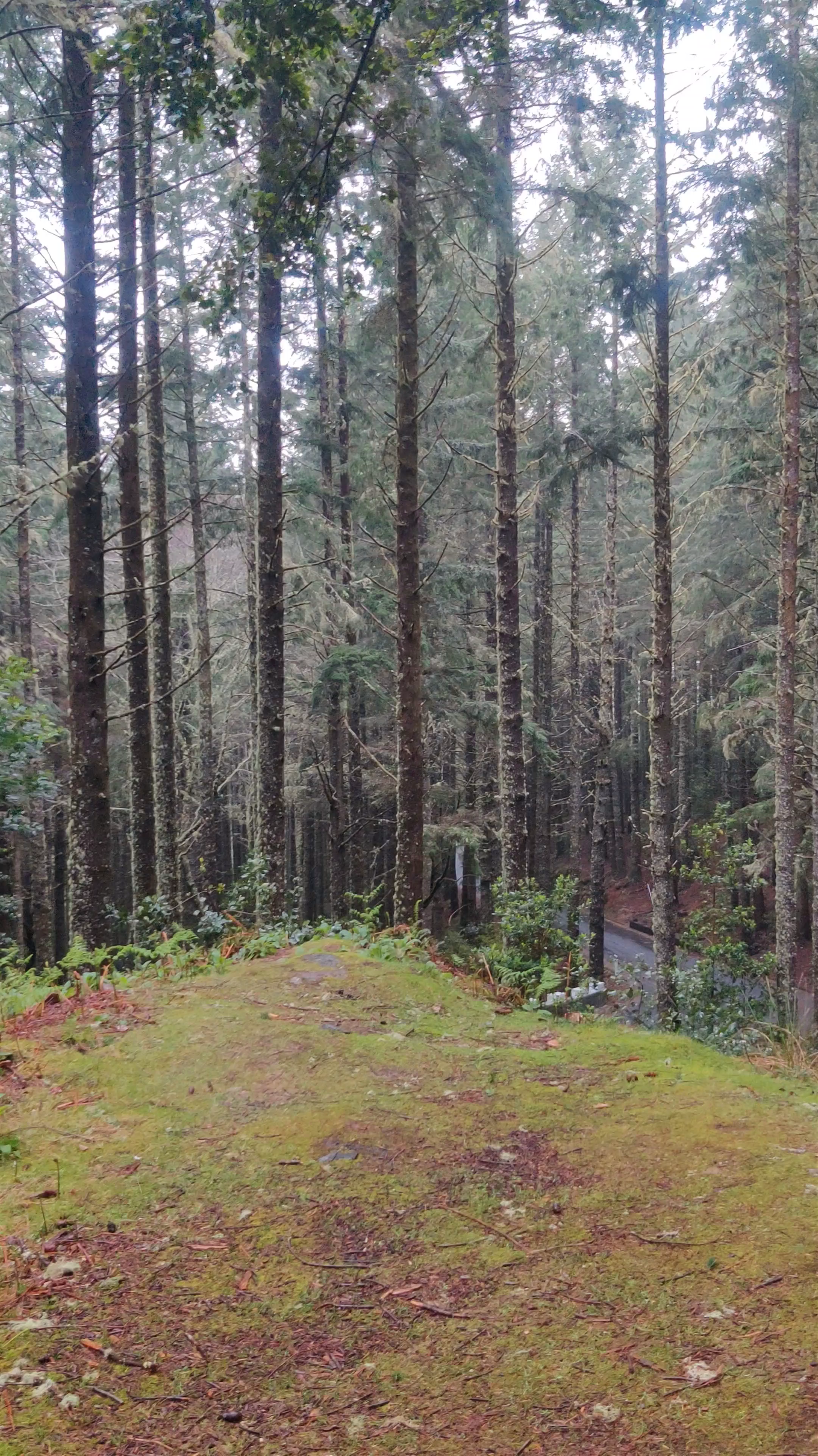 Magic Tree in Madeira: Enchanting Forest Walk on ER103