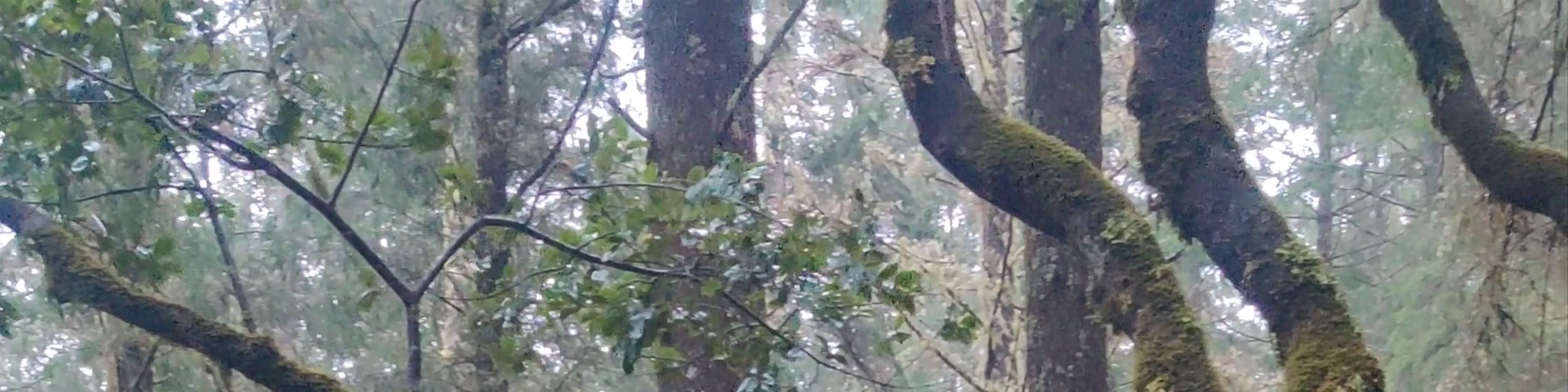 Magic tree