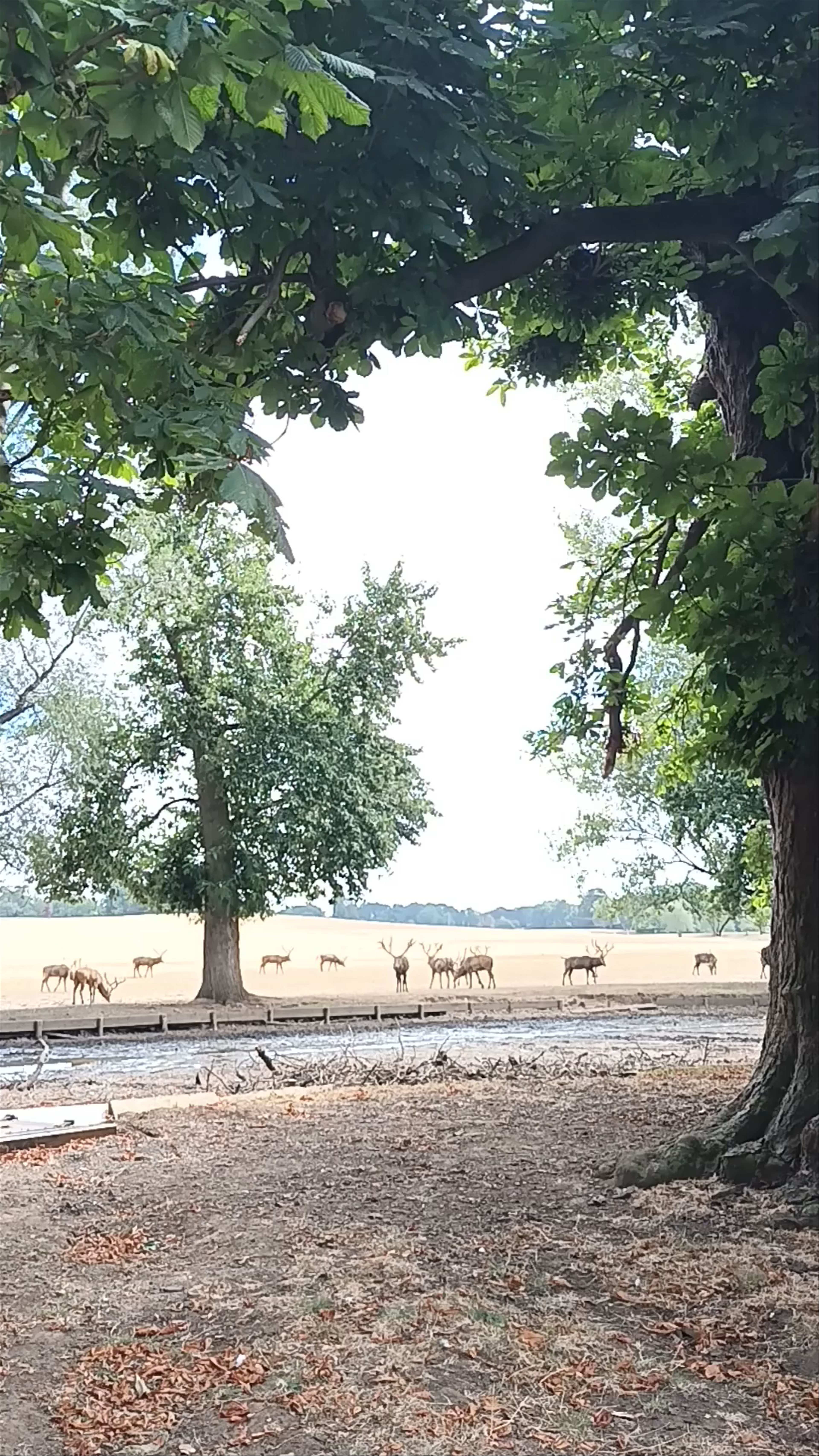 Woburn Abbey Deer Park