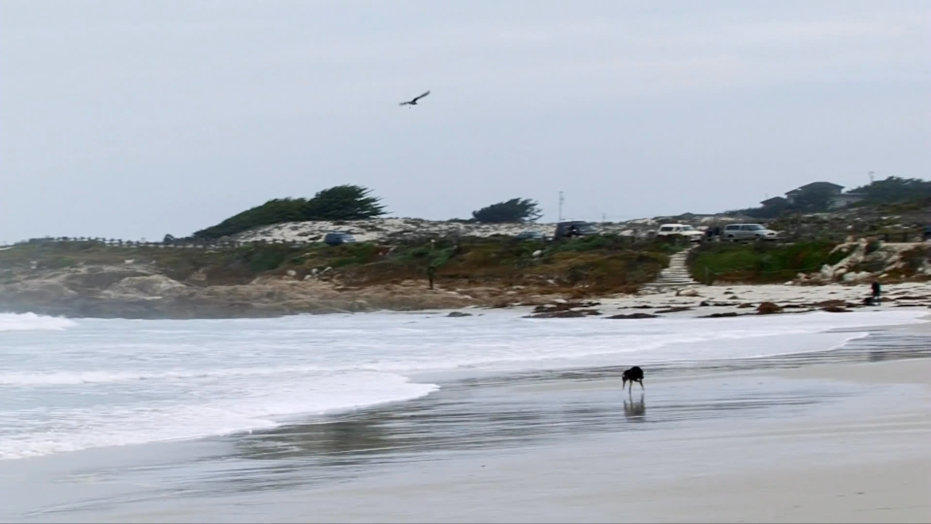 A dark-coated dog runs along a sandy shoreline while waves roll in from the ocean. The dog navigates the wet sand near the dunes under an overcast sky.