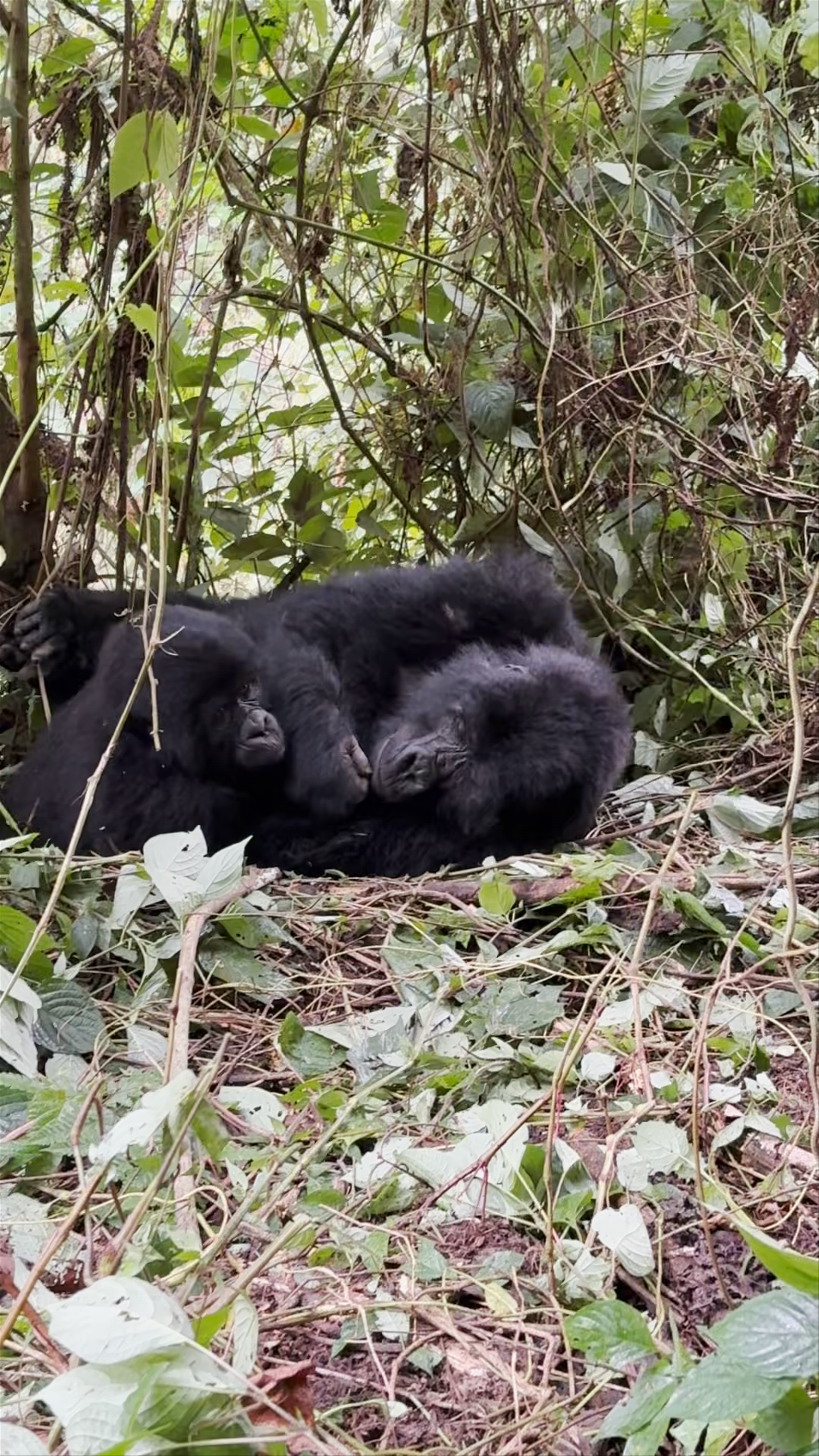 Bwindi Impenetrable Forest