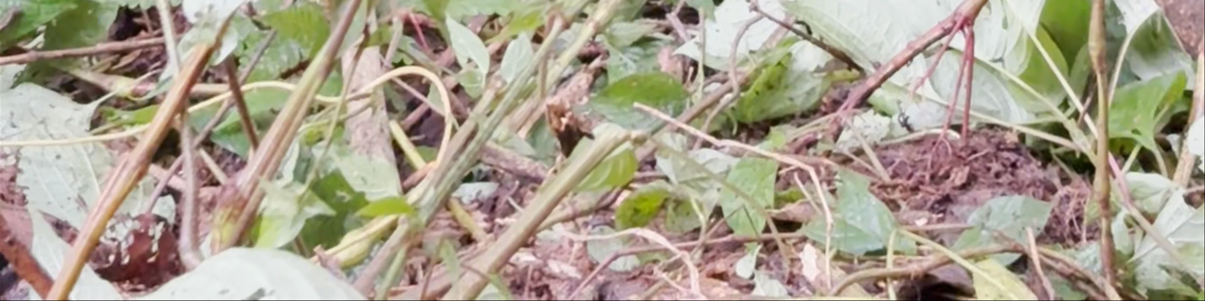 Bwindi Impenetrable Forest