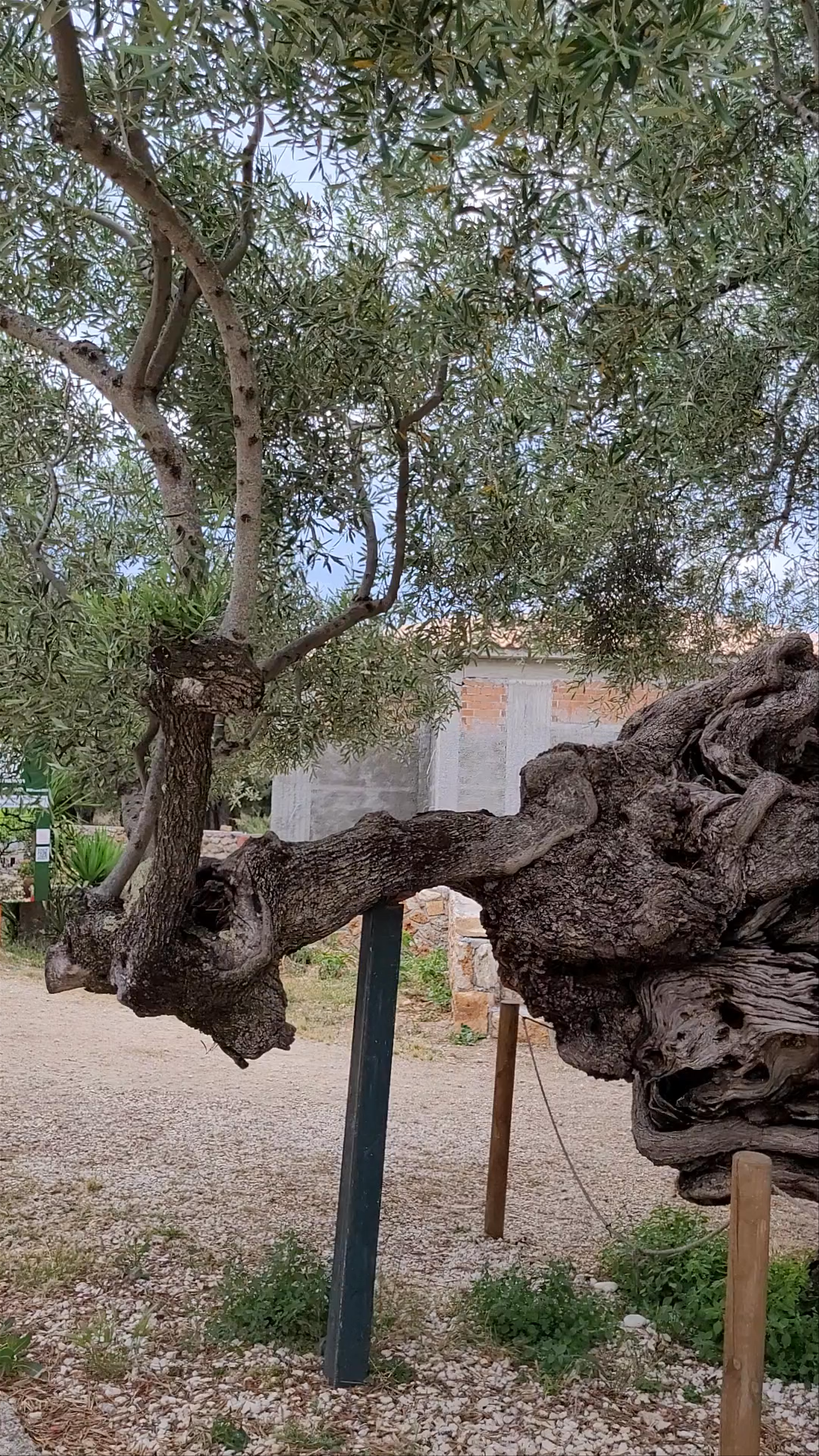 Old Olive Tree