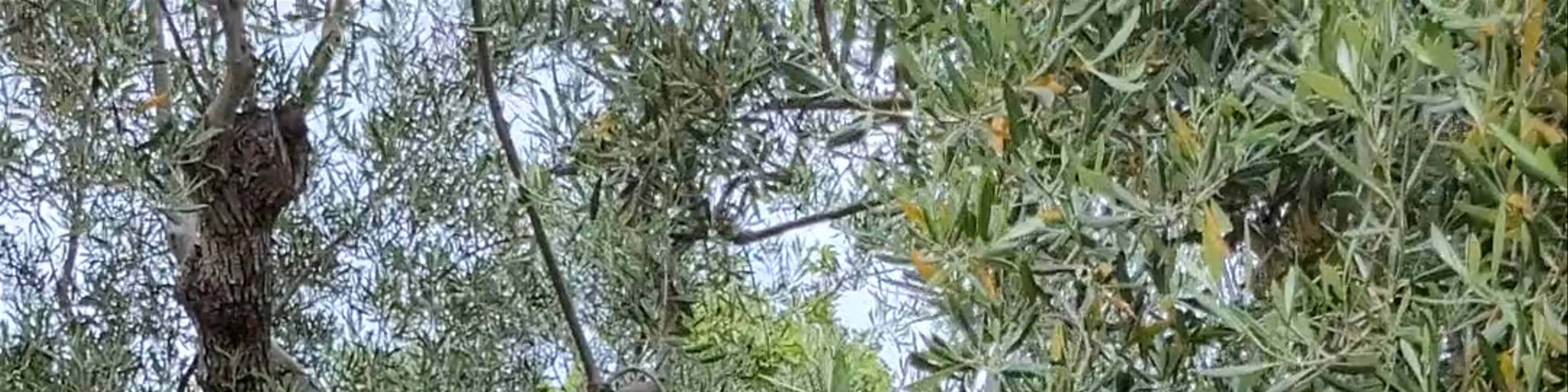 Old Olive Tree