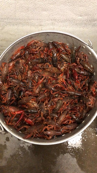 Krispy Catch Seafood & Grill - Live Crawfish at Krispy Catch now. - Seafood Near Me - Arlington, Texas