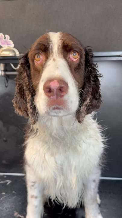 Mobile Pet Grooming - Cutesy - Pet Groomers Near Me