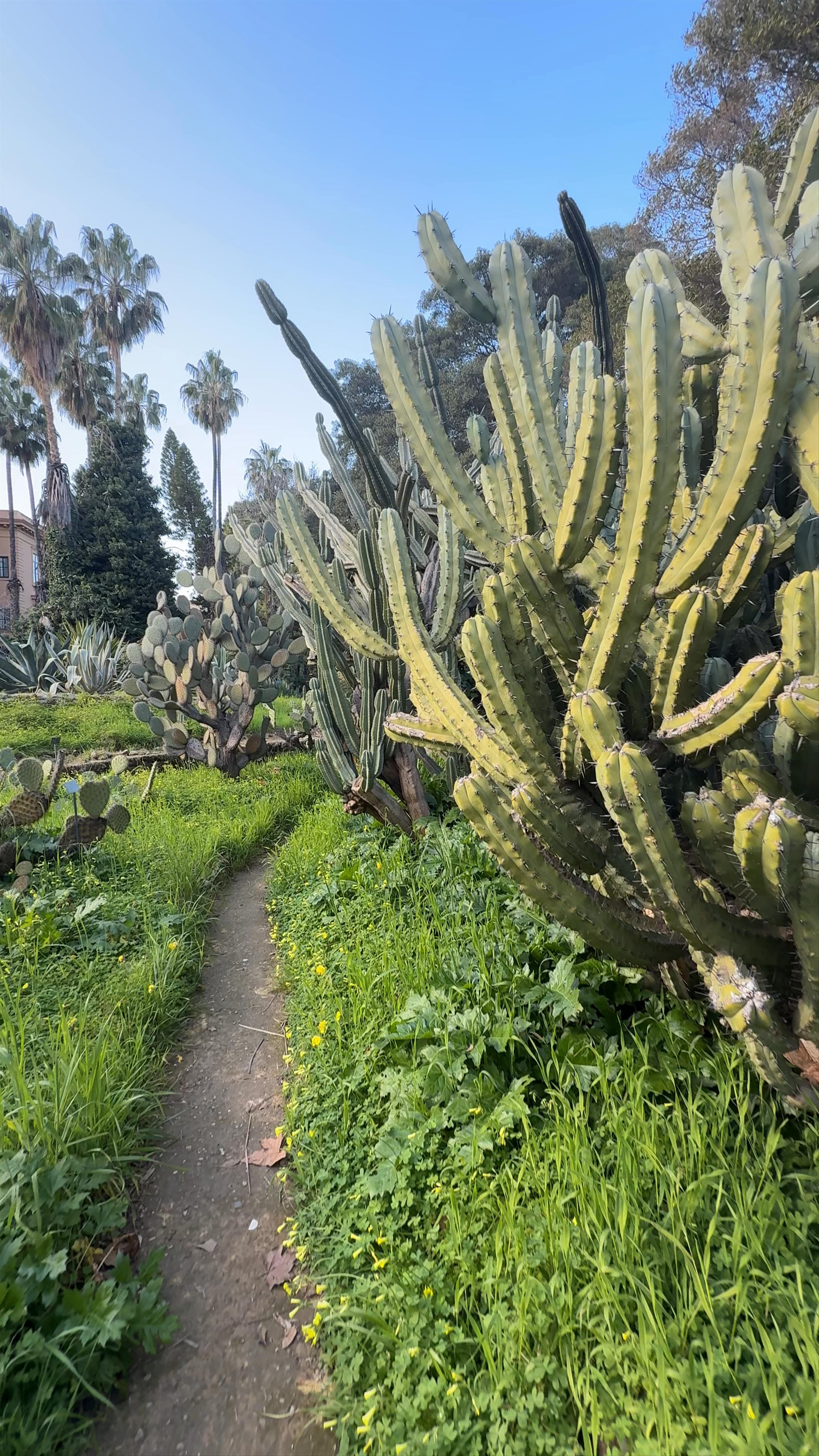 Orto Botanico di Palermo: A Tranquil Botanical Escape in Sicily