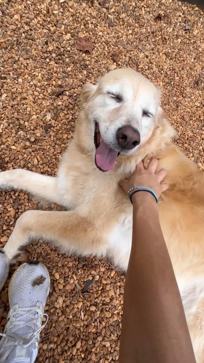 Sams Dog Grooming - Before she got her haircut - Pet Groomers Near Me - Auburn, Georgia