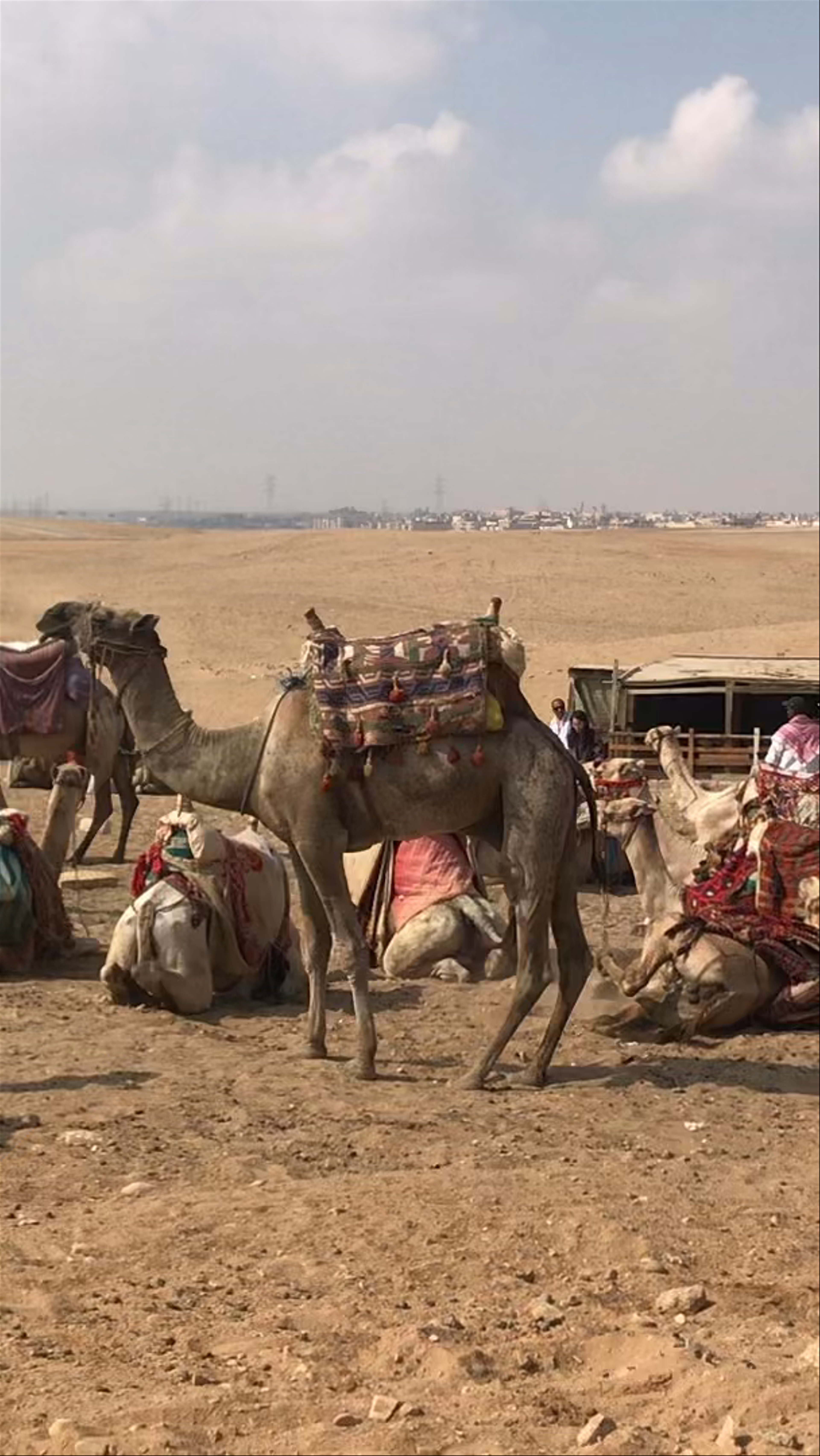 The Great Pyramid of Giza: Timeless Desert Majesty and Camel Encounters