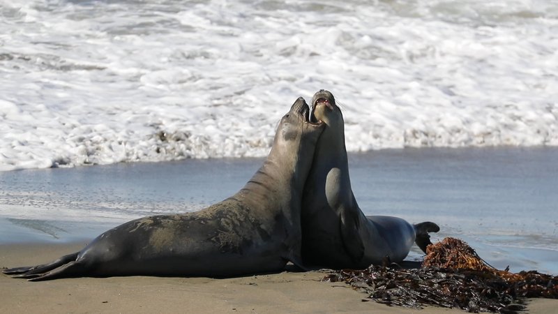 Hawaiian Monk Seals poster