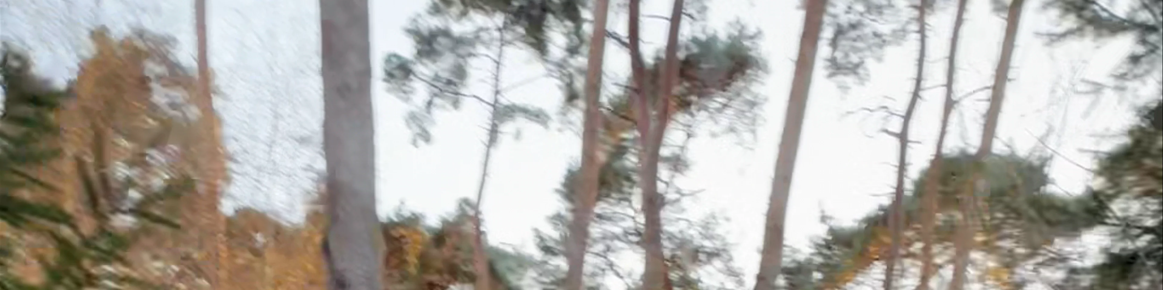 Center Parcs Woburn Enchanted Light Trail