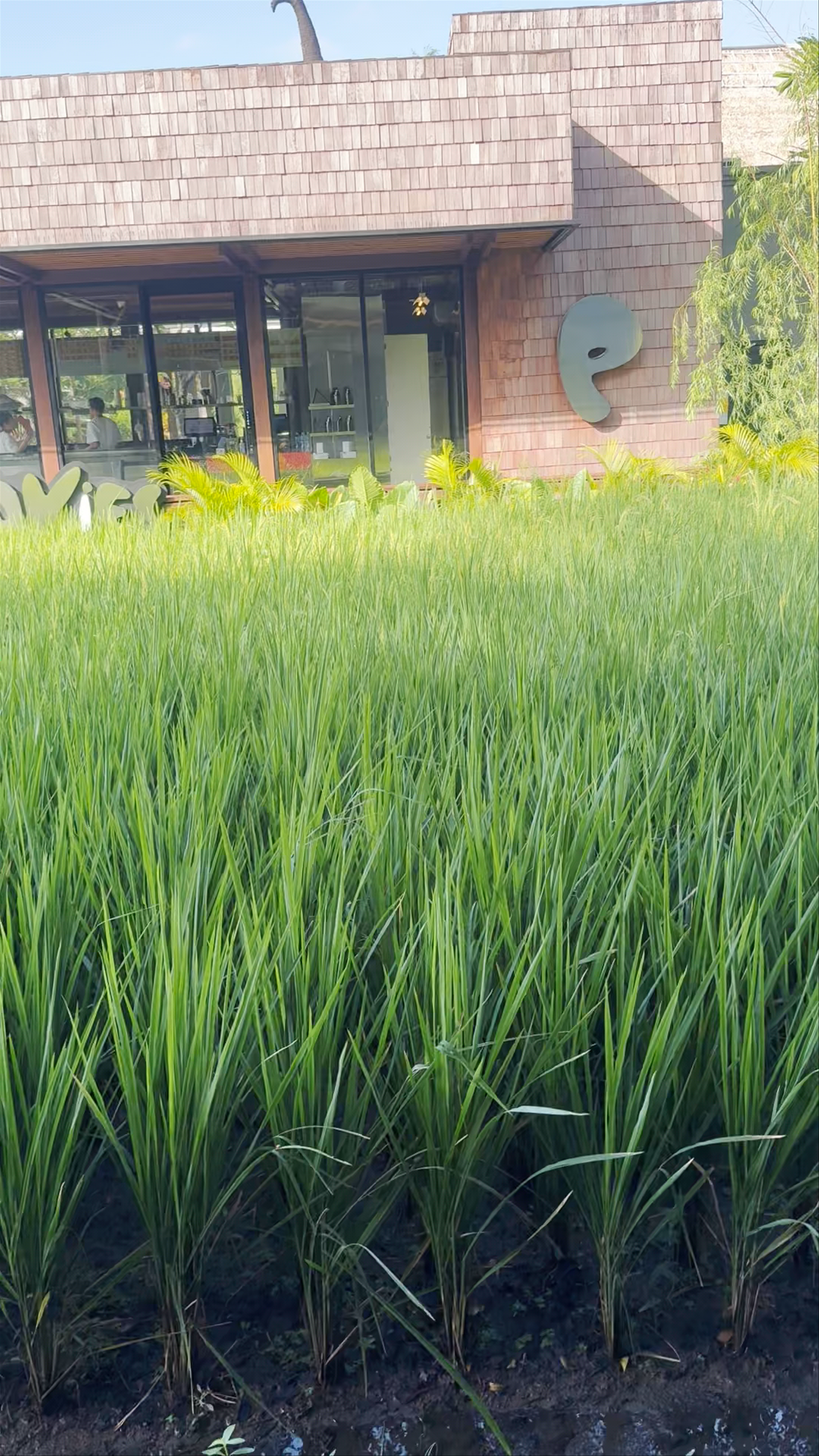 Pison Ubud: Tranquil Rice Field Dining Experience in Bali