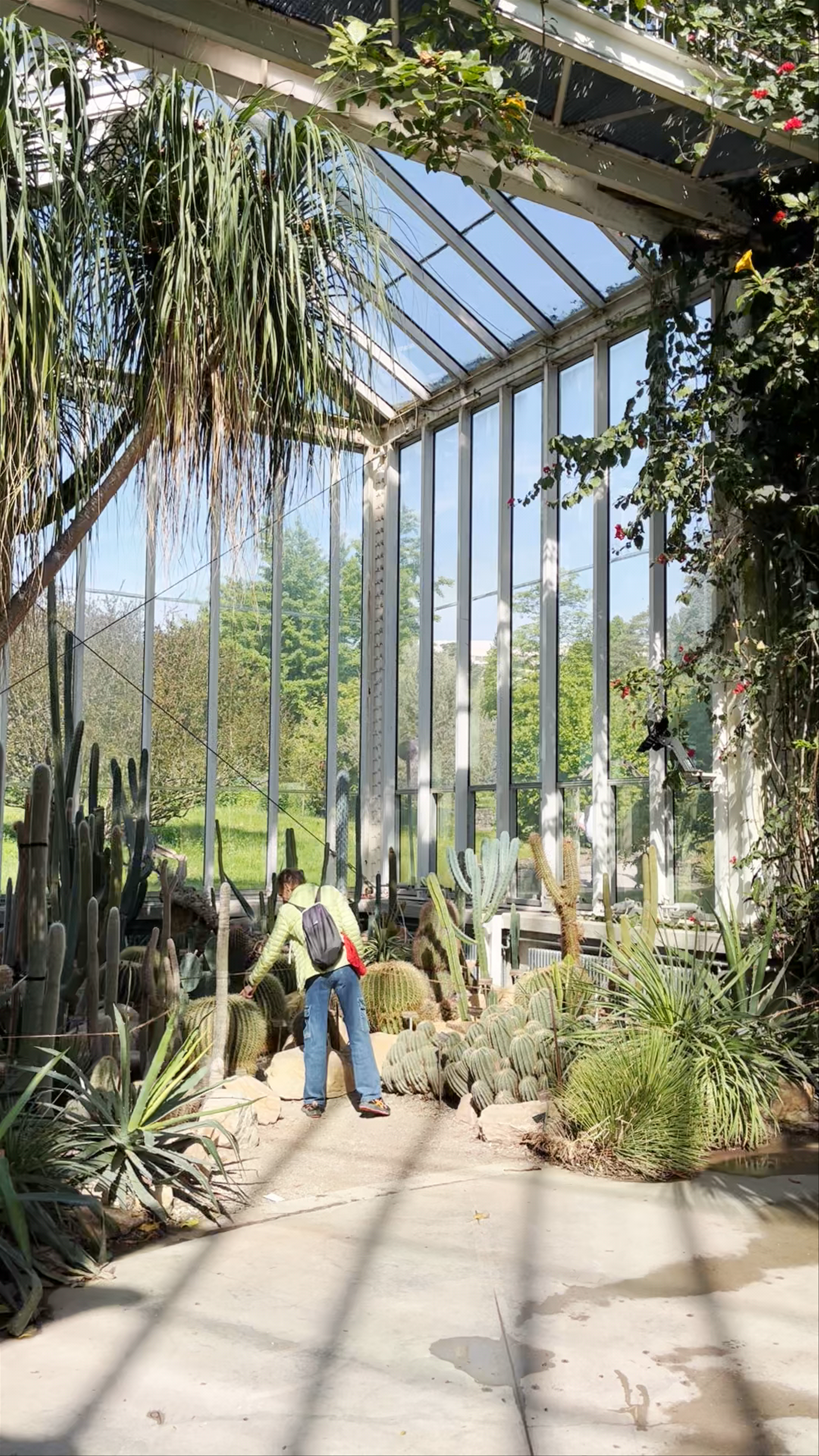Sunlit Tropical Oasis at Conservatory and Botanical Garden Geneva