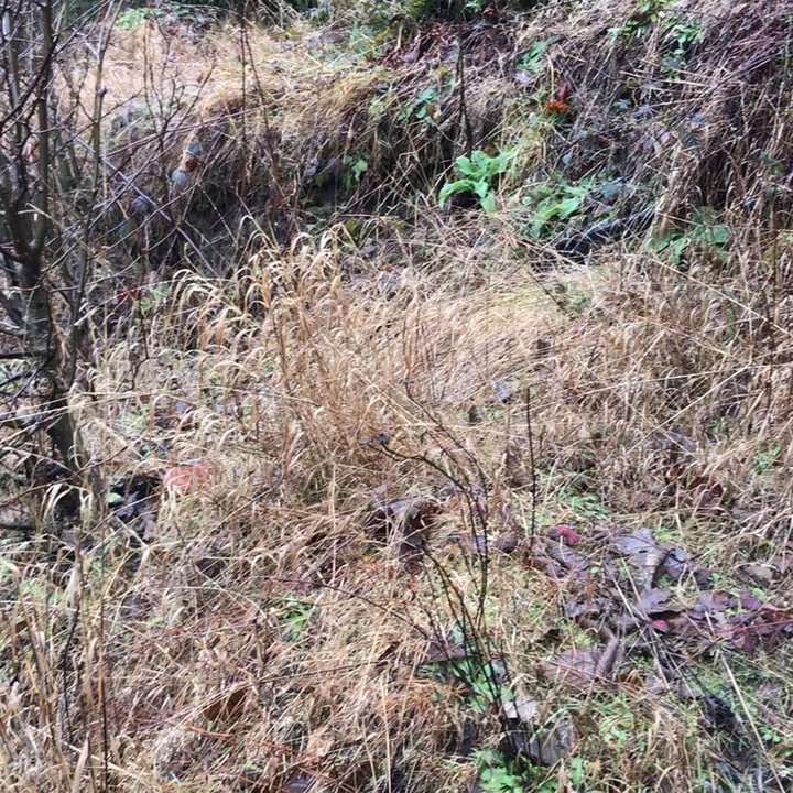 Carbon River - Video of Carbon river - Hiking Near Me - Carbonado, Washington