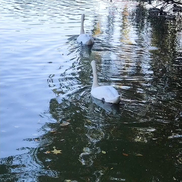 Kissena Park - Beautiful - Parks Near Me - Flushing, New York